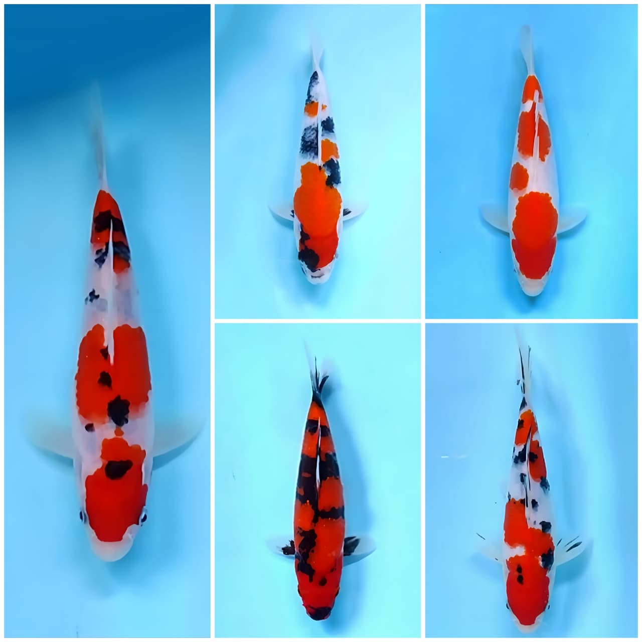 Lelang Koi Online, Jual Beli Ikan Koi, Pasar Koi Terbaik, Agen Lelang Koi, Penawaran Koi Berkualitas, Harga Jual Koi, Lelang Ikan Koi Import, Beli Koi Online, Jual Koi Murah, Koi Showroom, Penjual Koi Terpercaya, Lelang Koi Jakarta, Jual Koi Lokal, Koi Kualitas Unggul, Harga Terbaik Koi, Jual Koi Indukan, Lelang Ikan Hias Koi, Pasar Koi Indonesia, Beli Koi Berkualitas Tinggi, Koi Farm Terbesar, Jual Beli Koi Impor, Lelang Ikan Koi Kualitas Premium, Daftar Harga Koi Terbaru, Pusat Jual Beli Koi, Info Lelang Koi Hari Ini.