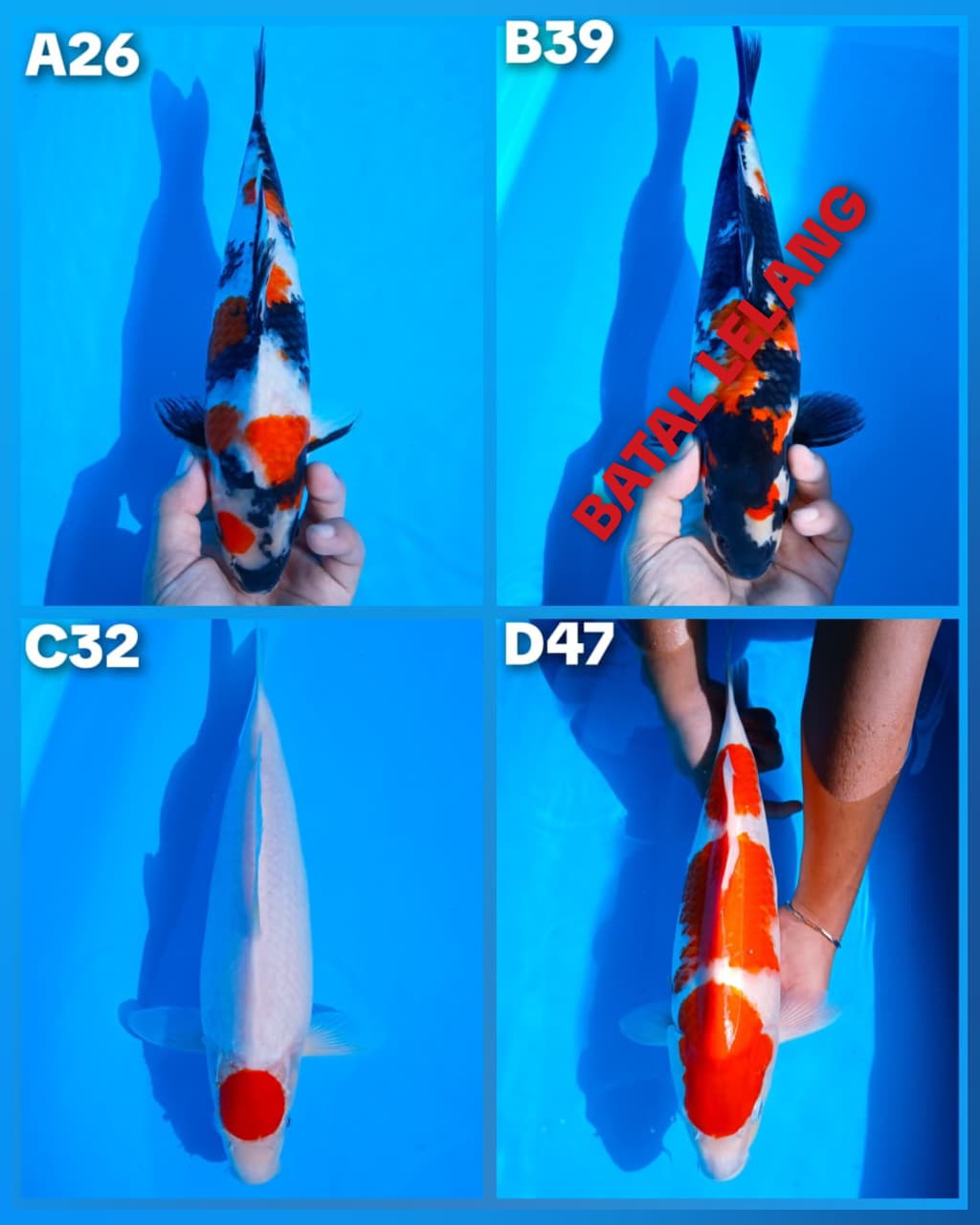 Lelang Koi Online, Jual Beli Ikan Koi, Pasar Koi Terbaik, Agen Lelang Koi, Penawaran Koi Berkualitas, Harga Jual Koi, Lelang Ikan Koi Import, Beli Koi Online, Jual Koi Murah, Koi Showroom, Penjual Koi Terpercaya, Lelang Koi Jakarta, Jual Koi Lokal, Koi Kualitas Unggul, Harga Terbaik Koi, Jual Koi Indukan, Lelang Ikan Hias Koi, Pasar Koi Indonesia, Beli Koi Berkualitas Tinggi, Koi Farm Terbesar, Jual Beli Koi Impor, Lelang Ikan Koi Kualitas Premium, Daftar Harga Koi Terbaru, Pusat Jual Beli Koi, Info Lelang Koi Hari Ini.