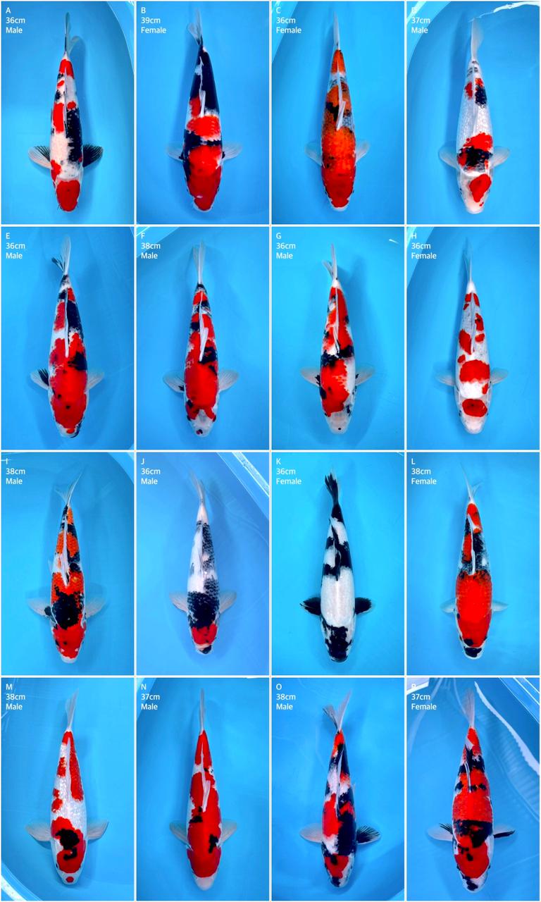 Lelang Koi Online, Jual Beli Ikan Koi, Pasar Koi Terbaik, Agen Lelang Koi, Penawaran Koi Berkualitas, Harga Jual Koi, Lelang Ikan Koi Import, Beli Koi Online, Jual Koi Murah, Koi Showroom, Penjual Koi Terpercaya, Lelang Koi Jakarta, Jual Koi Lokal, Koi Kualitas Unggul, Harga Terbaik Koi, Jual Koi Indukan, Lelang Ikan Hias Koi, Pasar Koi Indonesia, Beli Koi Berkualitas Tinggi, Koi Farm Terbesar, Jual Beli Koi Impor, Lelang Ikan Koi Kualitas Premium, Daftar Harga Koi Terbaru, Pusat Jual Beli Koi, Info Lelang Koi Hari Ini.