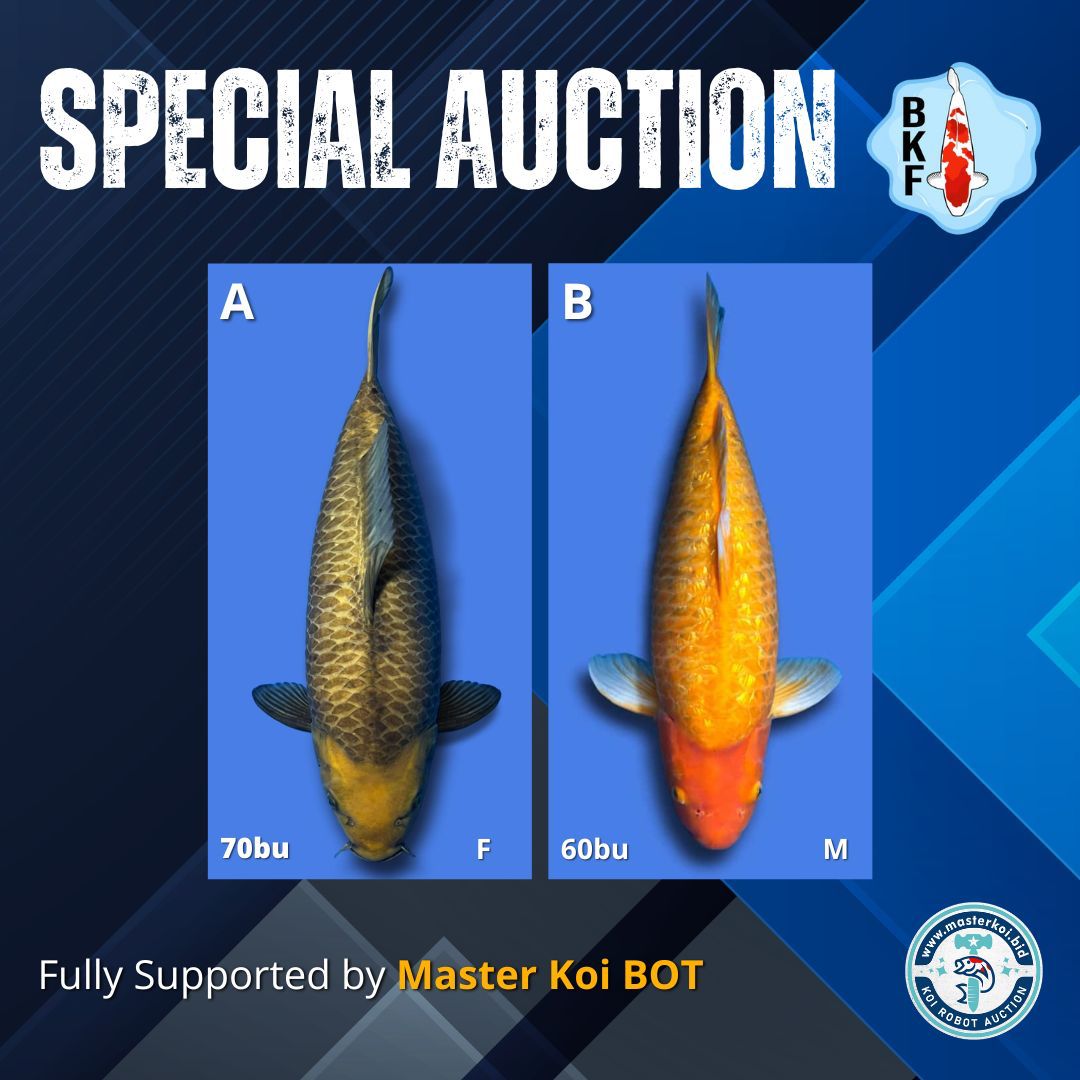 Lelang Koi Online, Jual Beli Ikan Koi, Pasar Koi Terbaik, Agen Lelang Koi, Penawaran Koi Berkualitas, Harga Jual Koi, Lelang Ikan Koi Import, Beli Koi Online, Jual Koi Murah, Koi Showroom, Penjual Koi Terpercaya, Lelang Koi Jakarta, Jual Koi Lokal, Koi Kualitas Unggul, Harga Terbaik Koi, Jual Koi Indukan, Lelang Ikan Hias Koi, Pasar Koi Indonesia, Beli Koi Berkualitas Tinggi, Koi Farm Terbesar, Jual Beli Koi Impor, Lelang Ikan Koi Kualitas Premium, Daftar Harga Koi Terbaru, Pusat Jual Beli Koi, Info Lelang Koi Hari Ini.