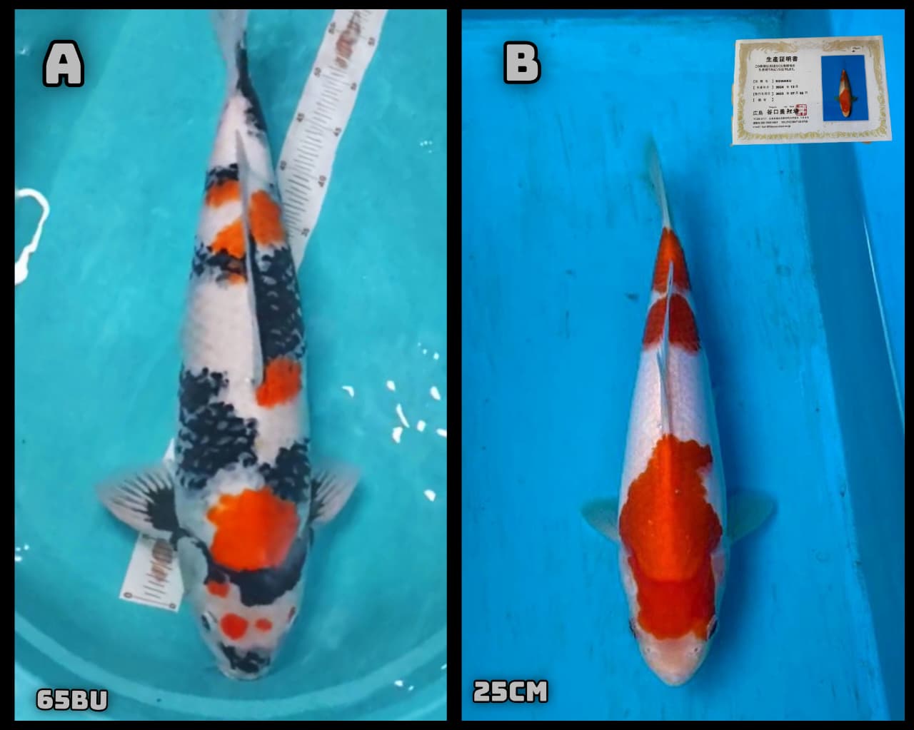 Lelang Koi Online, Jual Beli Ikan Koi, Pasar Koi Terbaik, Agen Lelang Koi, Penawaran Koi Berkualitas, Harga Jual Koi, Lelang Ikan Koi Import, Beli Koi Online, Jual Koi Murah, Koi Showroom, Penjual Koi Terpercaya, Lelang Koi Jakarta, Jual Koi Lokal, Koi Kualitas Unggul, Harga Terbaik Koi, Jual Koi Indukan, Lelang Ikan Hias Koi, Pasar Koi Indonesia, Beli Koi Berkualitas Tinggi, Koi Farm Terbesar, Jual Beli Koi Impor, Lelang Ikan Koi Kualitas Premium, Daftar Harga Koi Terbaru, Pusat Jual Beli Koi, Info Lelang Koi Hari Ini.