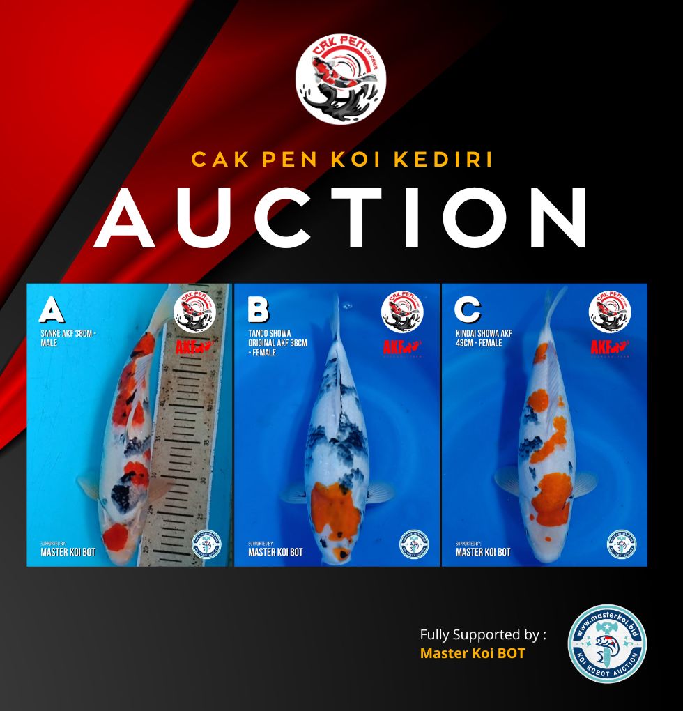 Lelang Koi Online, Jual Beli Ikan Koi, Pasar Koi Terbaik, Agen Lelang Koi, Penawaran Koi Berkualitas, Harga Jual Koi, Lelang Ikan Koi Import, Beli Koi Online, Jual Koi Murah, Koi Showroom, Penjual Koi Terpercaya, Lelang Koi Jakarta, Jual Koi Lokal, Koi Kualitas Unggul, Harga Terbaik Koi, Jual Koi Indukan, Lelang Ikan Hias Koi, Pasar Koi Indonesia, Beli Koi Berkualitas Tinggi, Koi Farm Terbesar, Jual Beli Koi Impor, Lelang Ikan Koi Kualitas Premium, Daftar Harga Koi Terbaru, Pusat Jual Beli Koi, Info Lelang Koi Hari Ini.