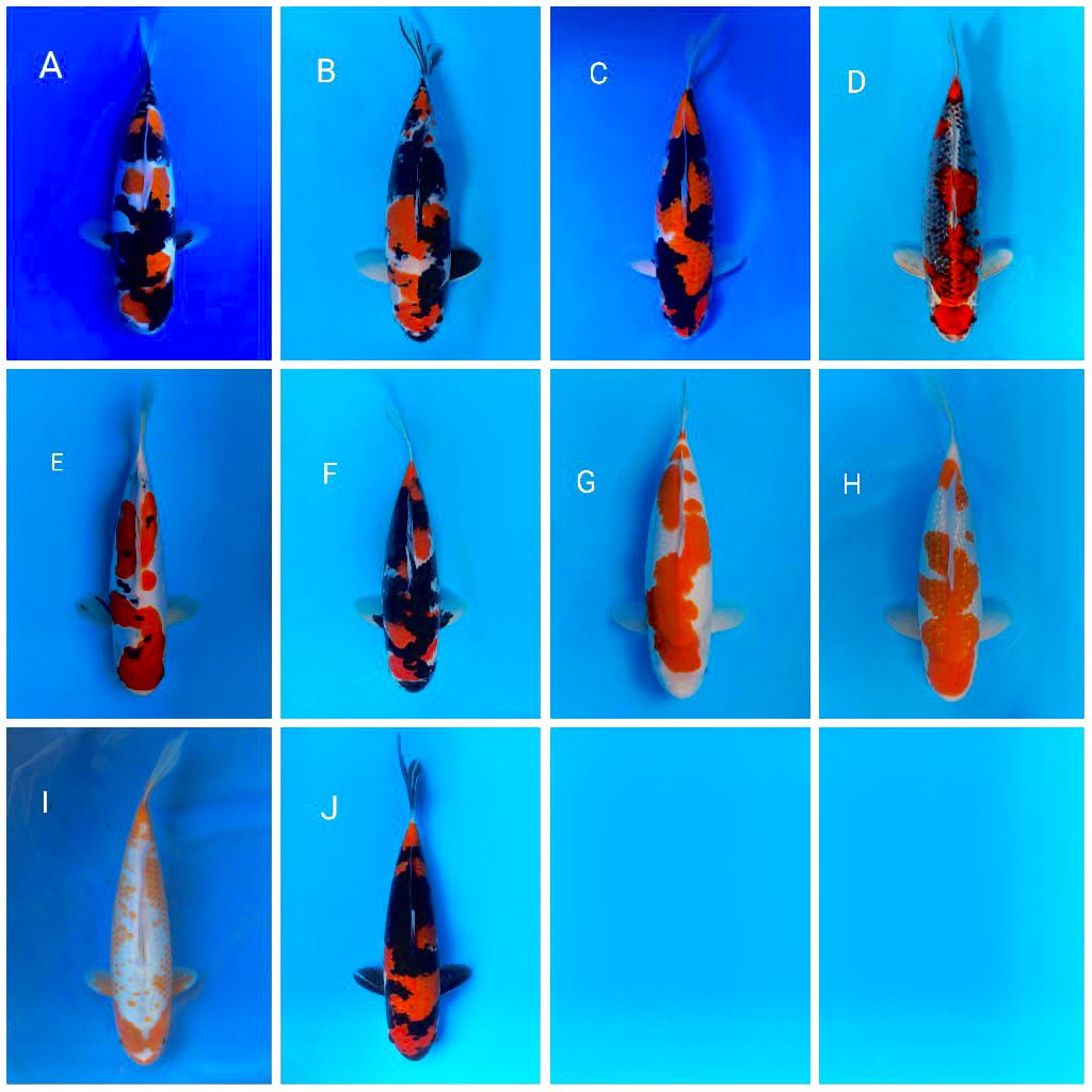 Lelang Koi Online, Jual Beli Ikan Koi, Pasar Koi Terbaik, Agen Lelang Koi, Penawaran Koi Berkualitas, Harga Jual Koi, Lelang Ikan Koi Import, Beli Koi Online, Jual Koi Murah, Koi Showroom, Penjual Koi Terpercaya, Lelang Koi Jakarta, Jual Koi Lokal, Koi Kualitas Unggul, Harga Terbaik Koi, Jual Koi Indukan, Lelang Ikan Hias Koi, Pasar Koi Indonesia, Beli Koi Berkualitas Tinggi, Koi Farm Terbesar, Jual Beli Koi Impor, Lelang Ikan Koi Kualitas Premium, Daftar Harga Koi Terbaru, Pusat Jual Beli Koi, Info Lelang Koi Hari Ini.