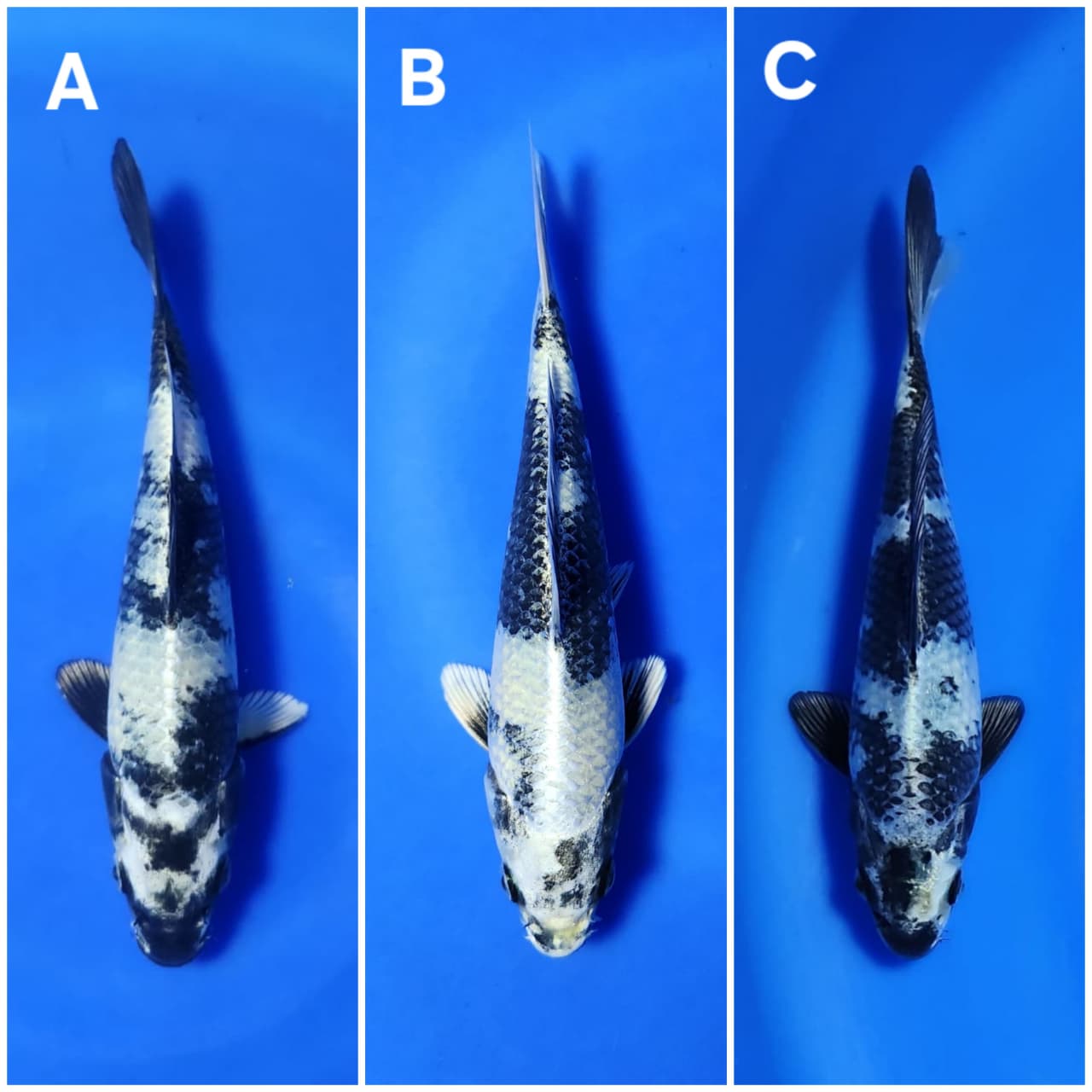 Lelang Koi Online, Jual Beli Ikan Koi, Pasar Koi Terbaik, Agen Lelang Koi, Penawaran Koi Berkualitas, Harga Jual Koi, Lelang Ikan Koi Import, Beli Koi Online, Jual Koi Murah, Koi Showroom, Penjual Koi Terpercaya, Lelang Koi Jakarta, Jual Koi Lokal, Koi Kualitas Unggul, Harga Terbaik Koi, Jual Koi Indukan, Lelang Ikan Hias Koi, Pasar Koi Indonesia, Beli Koi Berkualitas Tinggi, Koi Farm Terbesar, Jual Beli Koi Impor, Lelang Ikan Koi Kualitas Premium, Daftar Harga Koi Terbaru, Pusat Jual Beli Koi, Info Lelang Koi Hari Ini.