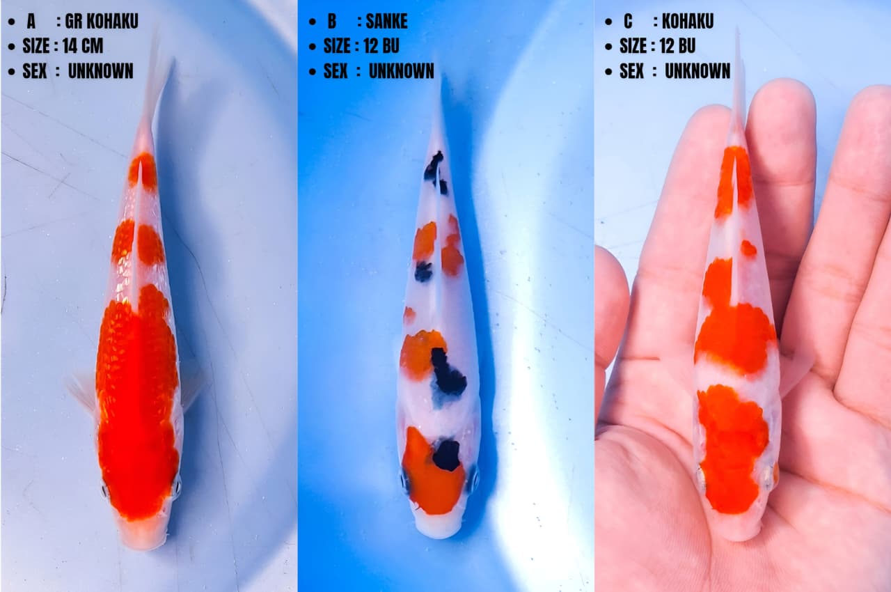 Lelang Koi Online, Jual Beli Ikan Koi, Pasar Koi Terbaik, Agen Lelang Koi, Penawaran Koi Berkualitas, Harga Jual Koi, Lelang Ikan Koi Import, Beli Koi Online, Jual Koi Murah, Koi Showroom, Penjual Koi Terpercaya, Lelang Koi Jakarta, Jual Koi Lokal, Koi Kualitas Unggul, Harga Terbaik Koi, Jual Koi Indukan, Lelang Ikan Hias Koi, Pasar Koi Indonesia, Beli Koi Berkualitas Tinggi, Koi Farm Terbesar, Jual Beli Koi Impor, Lelang Ikan Koi Kualitas Premium, Daftar Harga Koi Terbaru, Pusat Jual Beli Koi, Info Lelang Koi Hari Ini.