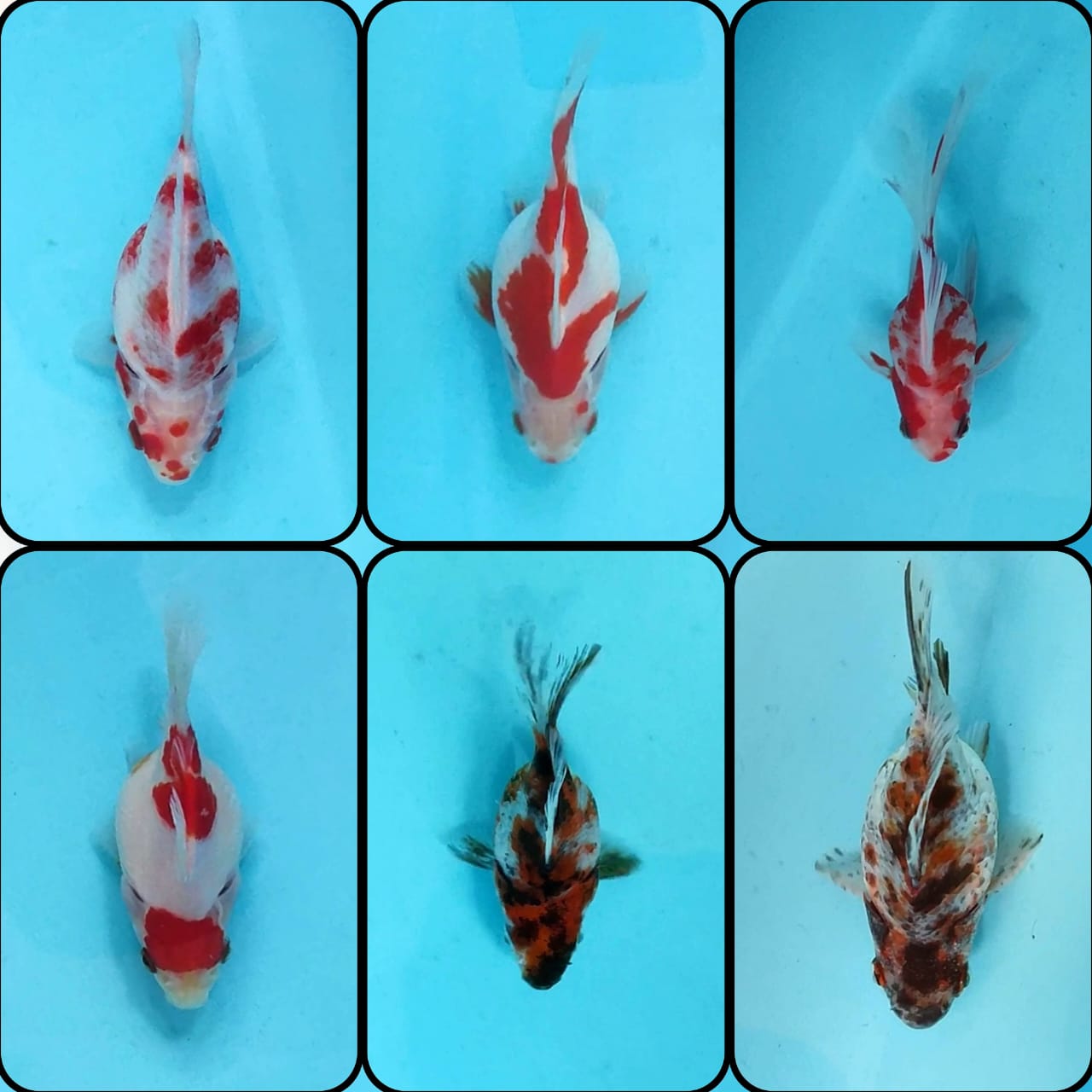 Lelang Koi Online, Jual Beli Ikan Koi, Pasar Koi Terbaik, Agen Lelang Koi, Penawaran Koi Berkualitas, Harga Jual Koi, Lelang Ikan Koi Import, Beli Koi Online, Jual Koi Murah, Koi Showroom, Penjual Koi Terpercaya, Lelang Koi Jakarta, Jual Koi Lokal, Koi Kualitas Unggul, Harga Terbaik Koi, Jual Koi Indukan, Lelang Ikan Hias Koi, Pasar Koi Indonesia, Beli Koi Berkualitas Tinggi, Koi Farm Terbesar, Jual Beli Koi Impor, Lelang Ikan Koi Kualitas Premium, Daftar Harga Koi Terbaru, Pusat Jual Beli Koi, Info Lelang Koi Hari Ini.