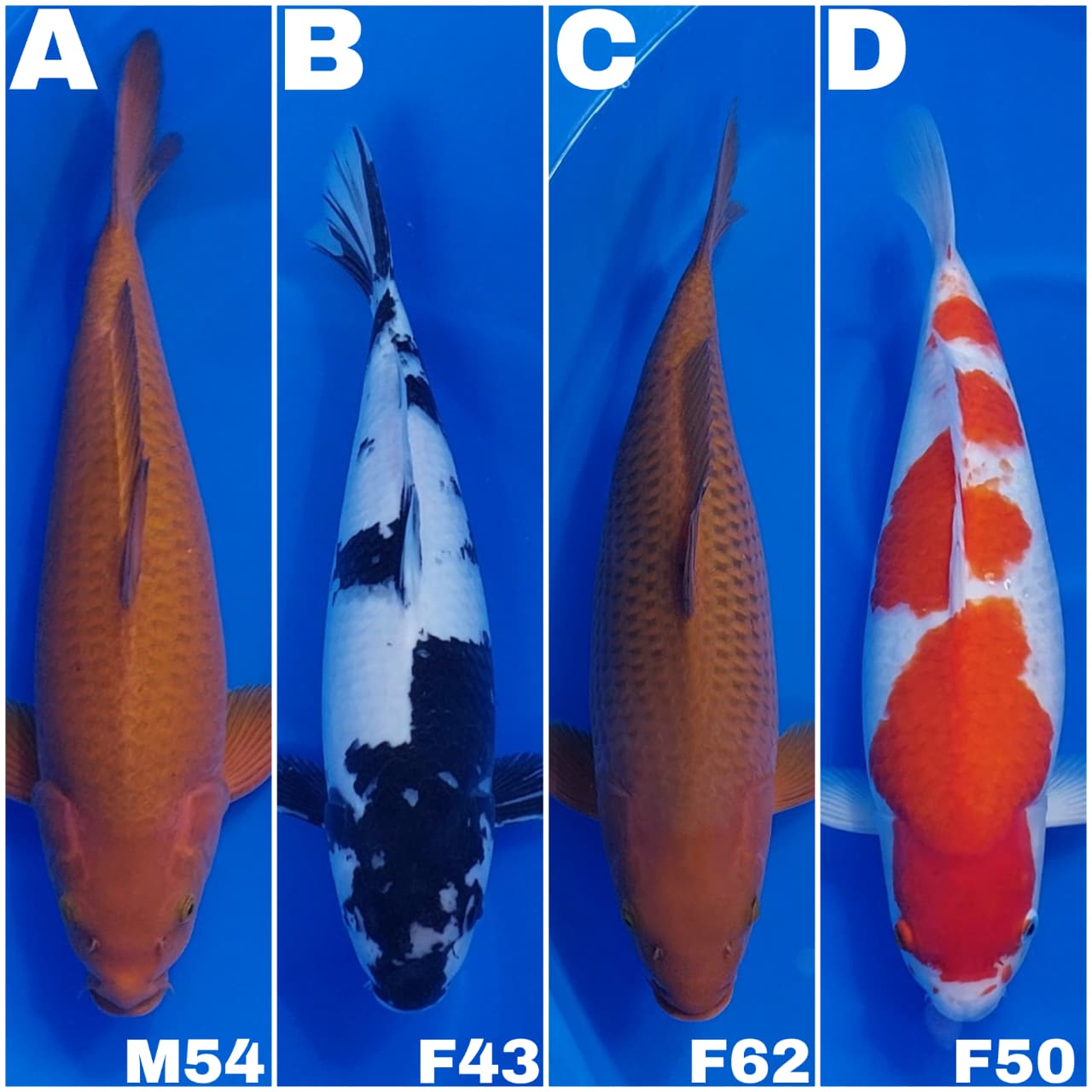 Lelang Koi Online, Jual Beli Ikan Koi, Pasar Koi Terbaik, Agen Lelang Koi, Penawaran Koi Berkualitas, Harga Jual Koi, Lelang Ikan Koi Import, Beli Koi Online, Jual Koi Murah, Koi Showroom, Penjual Koi Terpercaya, Lelang Koi Jakarta, Jual Koi Lokal, Koi Kualitas Unggul, Harga Terbaik Koi, Jual Koi Indukan, Lelang Ikan Hias Koi, Pasar Koi Indonesia, Beli Koi Berkualitas Tinggi, Koi Farm Terbesar, Jual Beli Koi Impor, Lelang Ikan Koi Kualitas Premium, Daftar Harga Koi Terbaru, Pusat Jual Beli Koi, Info Lelang Koi Hari Ini.