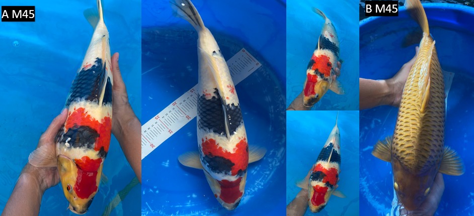 Lelang Koi Online, Jual Beli Ikan Koi, Pasar Koi Terbaik, Agen Lelang Koi, Penawaran Koi Berkualitas, Harga Jual Koi, Lelang Ikan Koi Import, Beli Koi Online, Jual Koi Murah, Koi Showroom, Penjual Koi Terpercaya, Lelang Koi Jakarta, Jual Koi Lokal, Koi Kualitas Unggul, Harga Terbaik Koi, Jual Koi Indukan, Lelang Ikan Hias Koi, Pasar Koi Indonesia, Beli Koi Berkualitas Tinggi, Koi Farm Terbesar, Jual Beli Koi Impor, Lelang Ikan Koi Kualitas Premium, Daftar Harga Koi Terbaru, Pusat Jual Beli Koi, Info Lelang Koi Hari Ini.