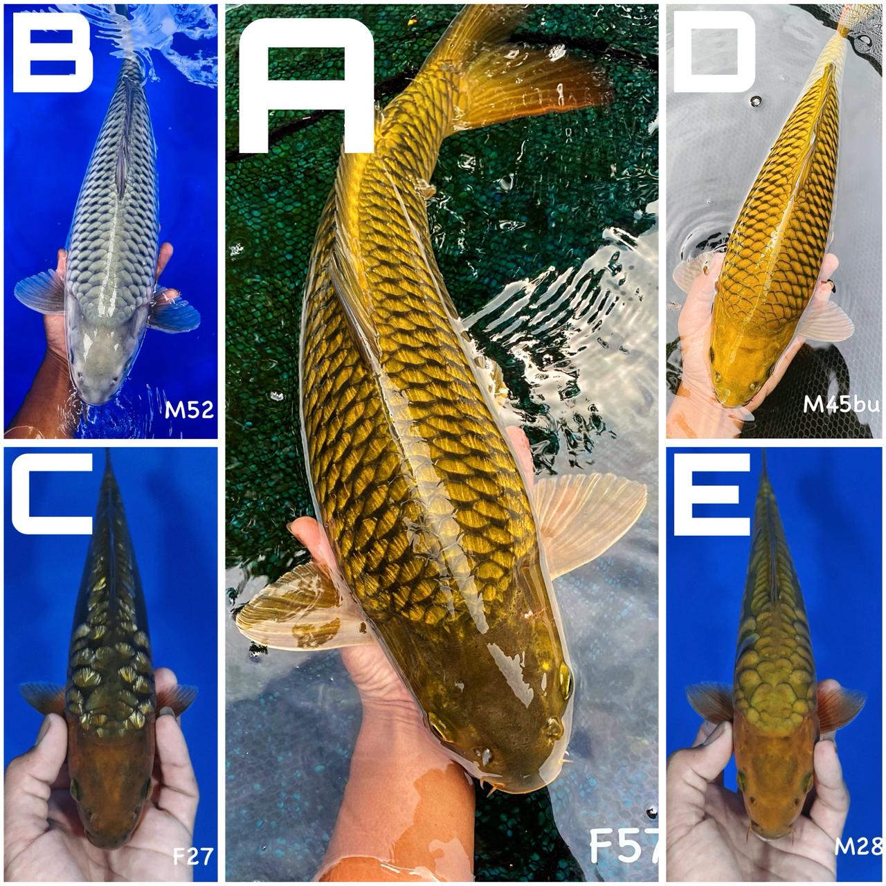 Lelang Koi Online, Jual Beli Ikan Koi, Pasar Koi Terbaik, Agen Lelang Koi, Penawaran Koi Berkualitas, Harga Jual Koi, Lelang Ikan Koi Import, Beli Koi Online, Jual Koi Murah, Koi Showroom, Penjual Koi Terpercaya, Lelang Koi Jakarta, Jual Koi Lokal, Koi Kualitas Unggul, Harga Terbaik Koi, Jual Koi Indukan, Lelang Ikan Hias Koi, Pasar Koi Indonesia, Beli Koi Berkualitas Tinggi, Koi Farm Terbesar, Jual Beli Koi Impor, Lelang Ikan Koi Kualitas Premium, Daftar Harga Koi Terbaru, Pusat Jual Beli Koi, Info Lelang Koi Hari Ini.