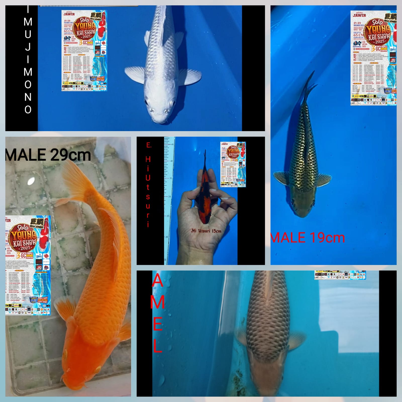 Lelang Koi Online, Jual Beli Ikan Koi, Pasar Koi Terbaik, Agen Lelang Koi, Penawaran Koi Berkualitas, Harga Jual Koi, Lelang Ikan Koi Import, Beli Koi Online, Jual Koi Murah, Koi Showroom, Penjual Koi Terpercaya, Lelang Koi Jakarta, Jual Koi Lokal, Koi Kualitas Unggul, Harga Terbaik Koi, Jual Koi Indukan, Lelang Ikan Hias Koi, Pasar Koi Indonesia, Beli Koi Berkualitas Tinggi, Koi Farm Terbesar, Jual Beli Koi Impor, Lelang Ikan Koi Kualitas Premium, Daftar Harga Koi Terbaru, Pusat Jual Beli Koi, Info Lelang Koi Hari Ini.
