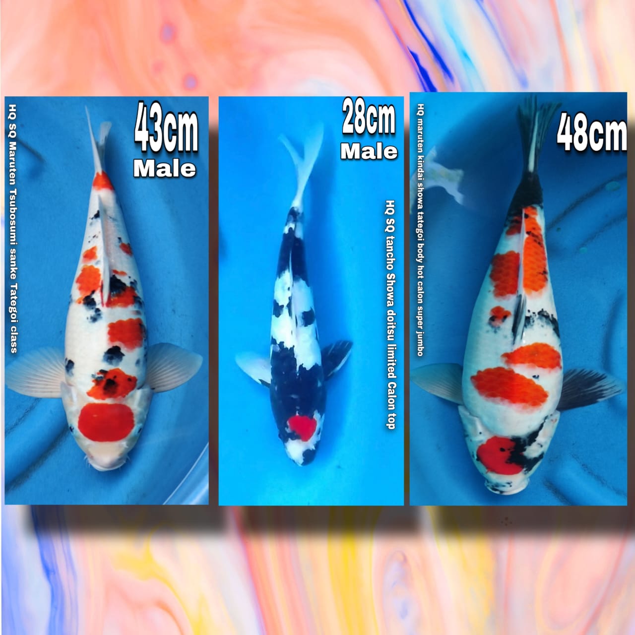Lelang Koi Online, Jual Beli Ikan Koi, Pasar Koi Terbaik, Agen Lelang Koi, Penawaran Koi Berkualitas, Harga Jual Koi, Lelang Ikan Koi Import, Beli Koi Online, Jual Koi Murah, Koi Showroom, Penjual Koi Terpercaya, Lelang Koi Jakarta, Jual Koi Lokal, Koi Kualitas Unggul, Harga Terbaik Koi, Jual Koi Indukan, Lelang Ikan Hias Koi, Pasar Koi Indonesia, Beli Koi Berkualitas Tinggi, Koi Farm Terbesar, Jual Beli Koi Impor, Lelang Ikan Koi Kualitas Premium, Daftar Harga Koi Terbaru, Pusat Jual Beli Koi, Info Lelang Koi Hari Ini.