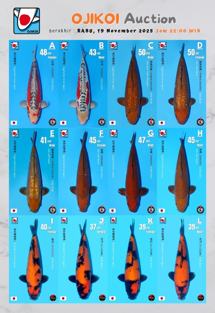 Lelang Koi Online, Jual Beli Ikan Koi, Pasar Koi Terbaik, Agen Lelang Koi, Penawaran Koi Berkualitas, Harga Jual Koi, Lelang Ikan Koi Import, Beli Koi Online, Jual Koi Murah, Koi Showroom, Penjual Koi Terpercaya, Lelang Koi Jakarta, Jual Koi Lokal, Koi Kualitas Unggul, Harga Terbaik Koi, Jual Koi Indukan, Lelang Ikan Hias Koi, Pasar Koi Indonesia, Beli Koi Berkualitas Tinggi, Koi Farm Terbesar, Jual Beli Koi Impor, Lelang Ikan Koi Kualitas Premium, Daftar Harga Koi Terbaru, Pusat Jual Beli Koi, Info Lelang Koi Hari Ini.