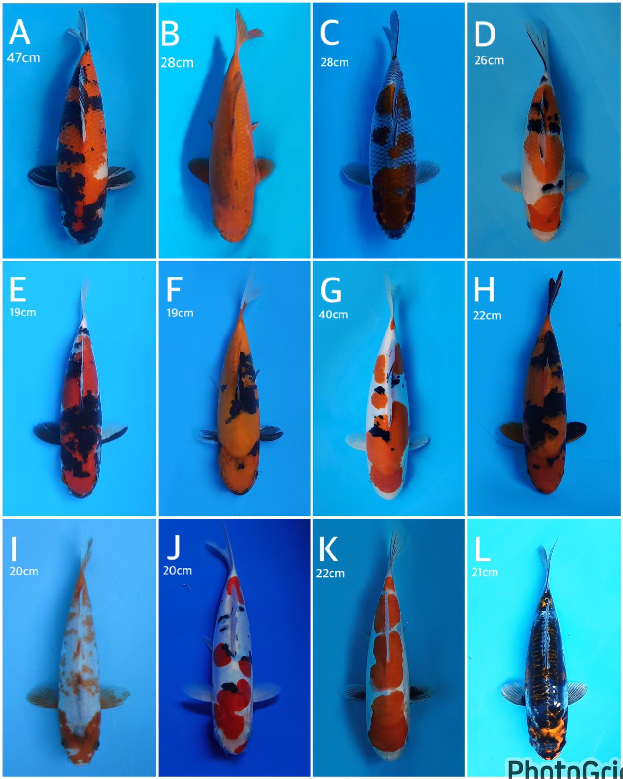 Lelang Koi Online, Jual Beli Ikan Koi, Pasar Koi Terbaik, Agen Lelang Koi, Penawaran Koi Berkualitas, Harga Jual Koi, Lelang Ikan Koi Import, Beli Koi Online, Jual Koi Murah, Koi Showroom, Penjual Koi Terpercaya, Lelang Koi Jakarta, Jual Koi Lokal, Koi Kualitas Unggul, Harga Terbaik Koi, Jual Koi Indukan, Lelang Ikan Hias Koi, Pasar Koi Indonesia, Beli Koi Berkualitas Tinggi, Koi Farm Terbesar, Jual Beli Koi Impor, Lelang Ikan Koi Kualitas Premium, Daftar Harga Koi Terbaru, Pusat Jual Beli Koi, Info Lelang Koi Hari Ini.