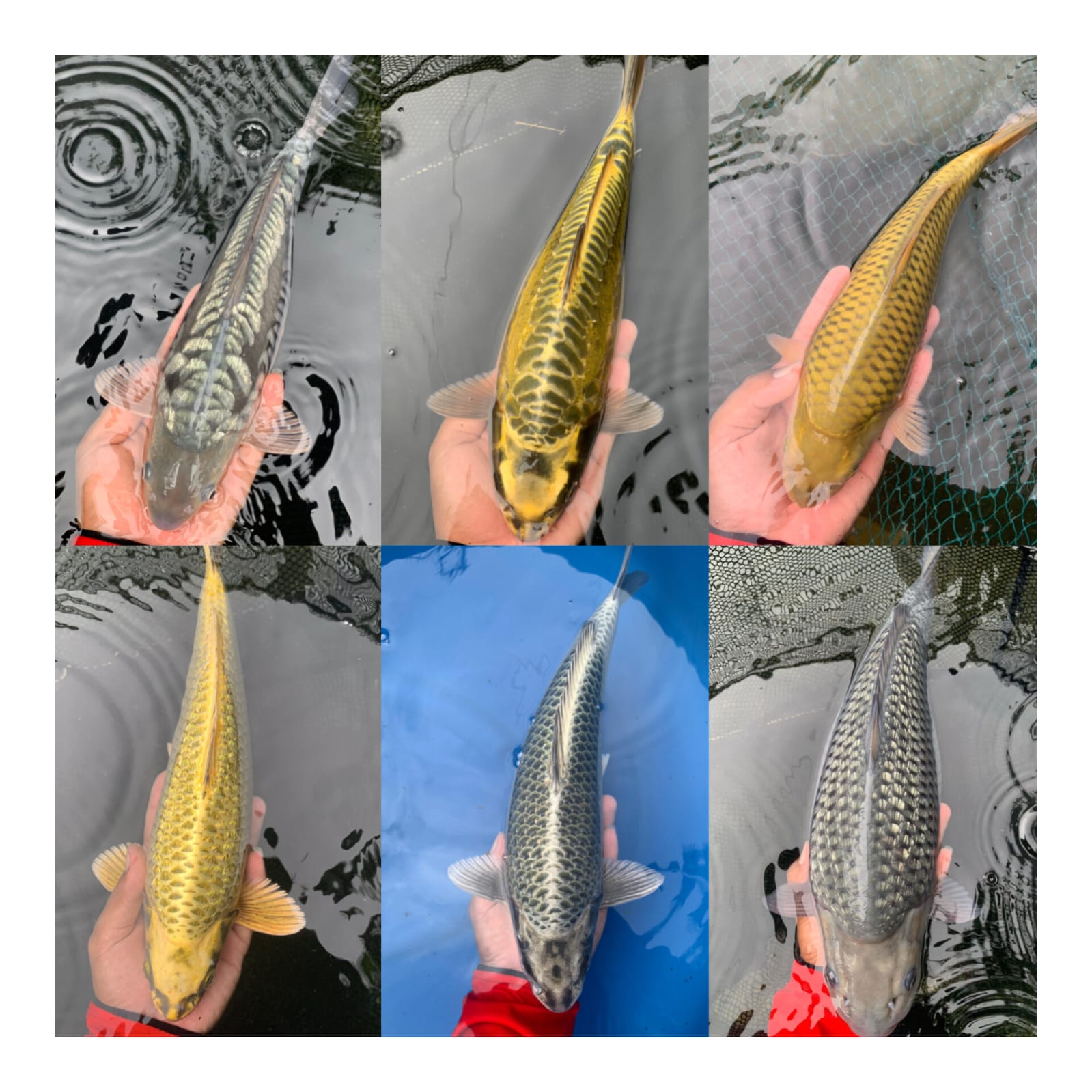 Lelang Koi Online, Jual Beli Ikan Koi, Pasar Koi Terbaik, Agen Lelang Koi, Penawaran Koi Berkualitas, Harga Jual Koi, Lelang Ikan Koi Import, Beli Koi Online, Jual Koi Murah, Koi Showroom, Penjual Koi Terpercaya, Lelang Koi Jakarta, Jual Koi Lokal, Koi Kualitas Unggul, Harga Terbaik Koi, Jual Koi Indukan, Lelang Ikan Hias Koi, Pasar Koi Indonesia, Beli Koi Berkualitas Tinggi, Koi Farm Terbesar, Jual Beli Koi Impor, Lelang Ikan Koi Kualitas Premium, Daftar Harga Koi Terbaru, Pusat Jual Beli Koi, Info Lelang Koi Hari Ini.