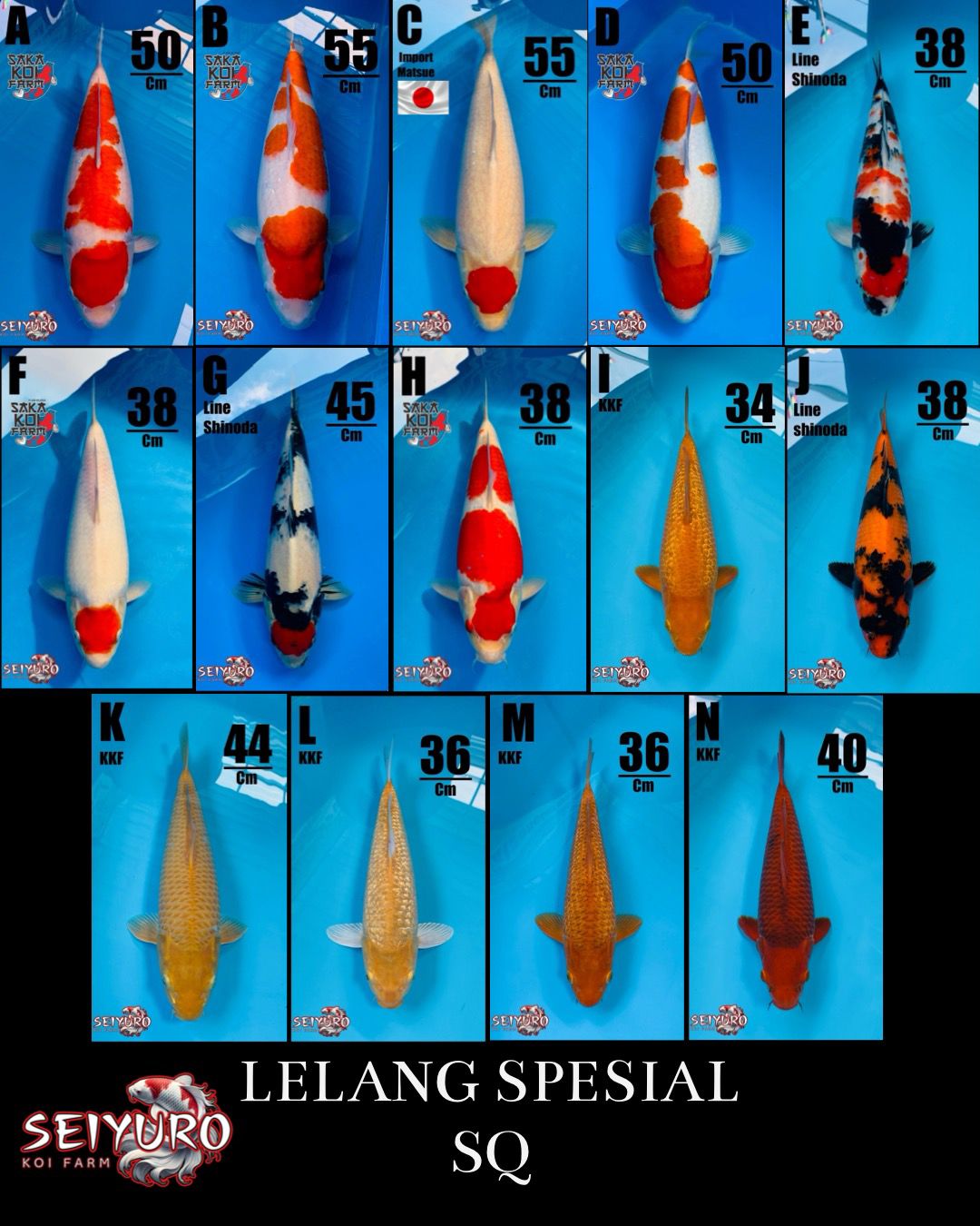 Lelang Koi Online, Jual Beli Ikan Koi, Pasar Koi Terbaik, Agen Lelang Koi, Penawaran Koi Berkualitas, Harga Jual Koi, Lelang Ikan Koi Import, Beli Koi Online, Jual Koi Murah, Koi Showroom, Penjual Koi Terpercaya, Lelang Koi Jakarta, Jual Koi Lokal, Koi Kualitas Unggul, Harga Terbaik Koi, Jual Koi Indukan, Lelang Ikan Hias Koi, Pasar Koi Indonesia, Beli Koi Berkualitas Tinggi, Koi Farm Terbesar, Jual Beli Koi Impor, Lelang Ikan Koi Kualitas Premium, Daftar Harga Koi Terbaru, Pusat Jual Beli Koi, Info Lelang Koi Hari Ini.