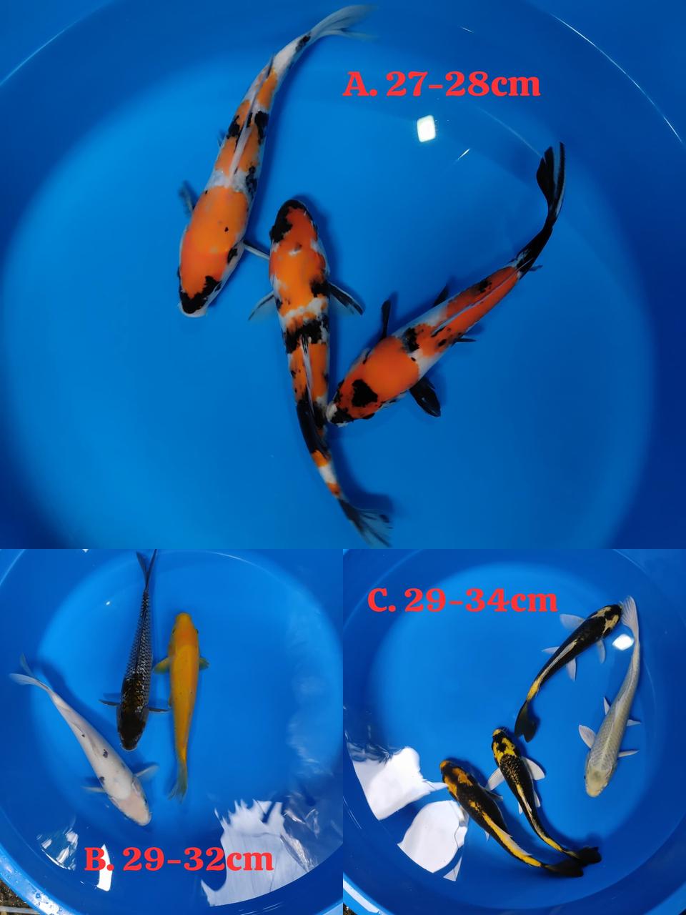 Lelang Koi Online, Jual Beli Ikan Koi, Pasar Koi Terbaik, Agen Lelang Koi, Penawaran Koi Berkualitas, Harga Jual Koi, Lelang Ikan Koi Import, Beli Koi Online, Jual Koi Murah, Koi Showroom, Penjual Koi Terpercaya, Lelang Koi Jakarta, Jual Koi Lokal, Koi Kualitas Unggul, Harga Terbaik Koi, Jual Koi Indukan, Lelang Ikan Hias Koi, Pasar Koi Indonesia, Beli Koi Berkualitas Tinggi, Koi Farm Terbesar, Jual Beli Koi Impor, Lelang Ikan Koi Kualitas Premium, Daftar Harga Koi Terbaru, Pusat Jual Beli Koi, Info Lelang Koi Hari Ini.