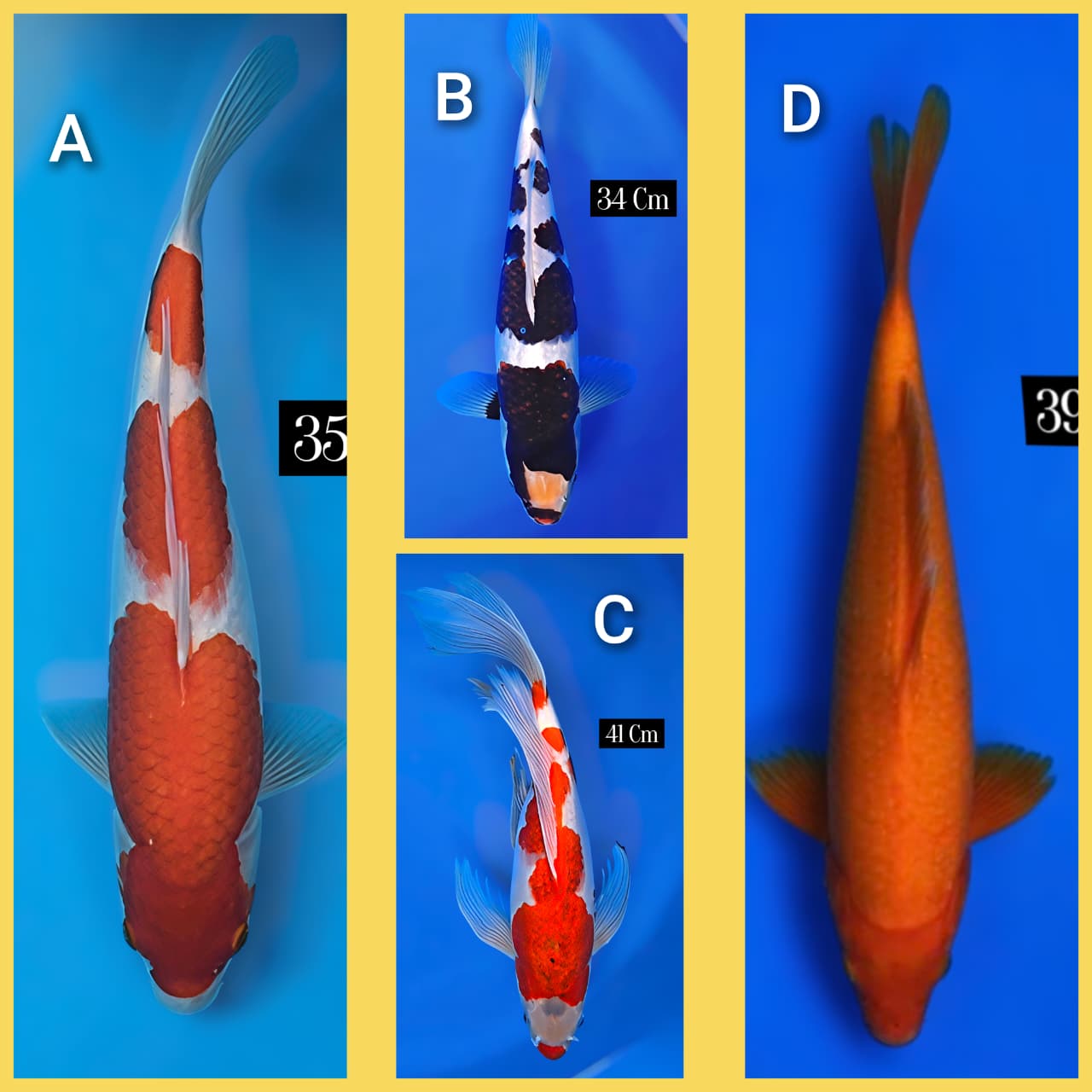 Lelang Koi Online, Jual Beli Ikan Koi, Pasar Koi Terbaik, Agen Lelang Koi, Penawaran Koi Berkualitas, Harga Jual Koi, Lelang Ikan Koi Import, Beli Koi Online, Jual Koi Murah, Koi Showroom, Penjual Koi Terpercaya, Lelang Koi Jakarta, Jual Koi Lokal, Koi Kualitas Unggul, Harga Terbaik Koi, Jual Koi Indukan, Lelang Ikan Hias Koi, Pasar Koi Indonesia, Beli Koi Berkualitas Tinggi, Koi Farm Terbesar, Jual Beli Koi Impor, Lelang Ikan Koi Kualitas Premium, Daftar Harga Koi Terbaru, Pusat Jual Beli Koi, Info Lelang Koi Hari Ini.