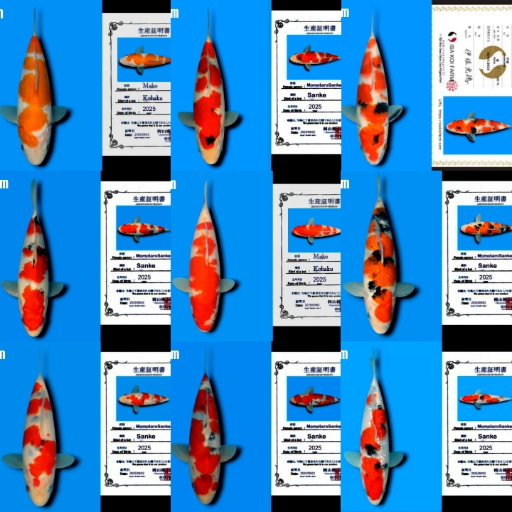 Lelang Koi Online, Jual Beli Ikan Koi, Pasar Koi Terbaik, Agen Lelang Koi, Penawaran Koi Berkualitas, Harga Jual Koi, Lelang Ikan Koi Import, Beli Koi Online, Jual Koi Murah, Koi Showroom, Penjual Koi Terpercaya, Lelang Koi Jakarta, Jual Koi Lokal, Koi Kualitas Unggul, Harga Terbaik Koi, Jual Koi Indukan, Lelang Ikan Hias Koi, Pasar Koi Indonesia, Beli Koi Berkualitas Tinggi, Koi Farm Terbesar, Jual Beli Koi Impor, Lelang Ikan Koi Kualitas Premium, Daftar Harga Koi Terbaru, Pusat Jual Beli Koi, Info Lelang Koi Hari Ini.