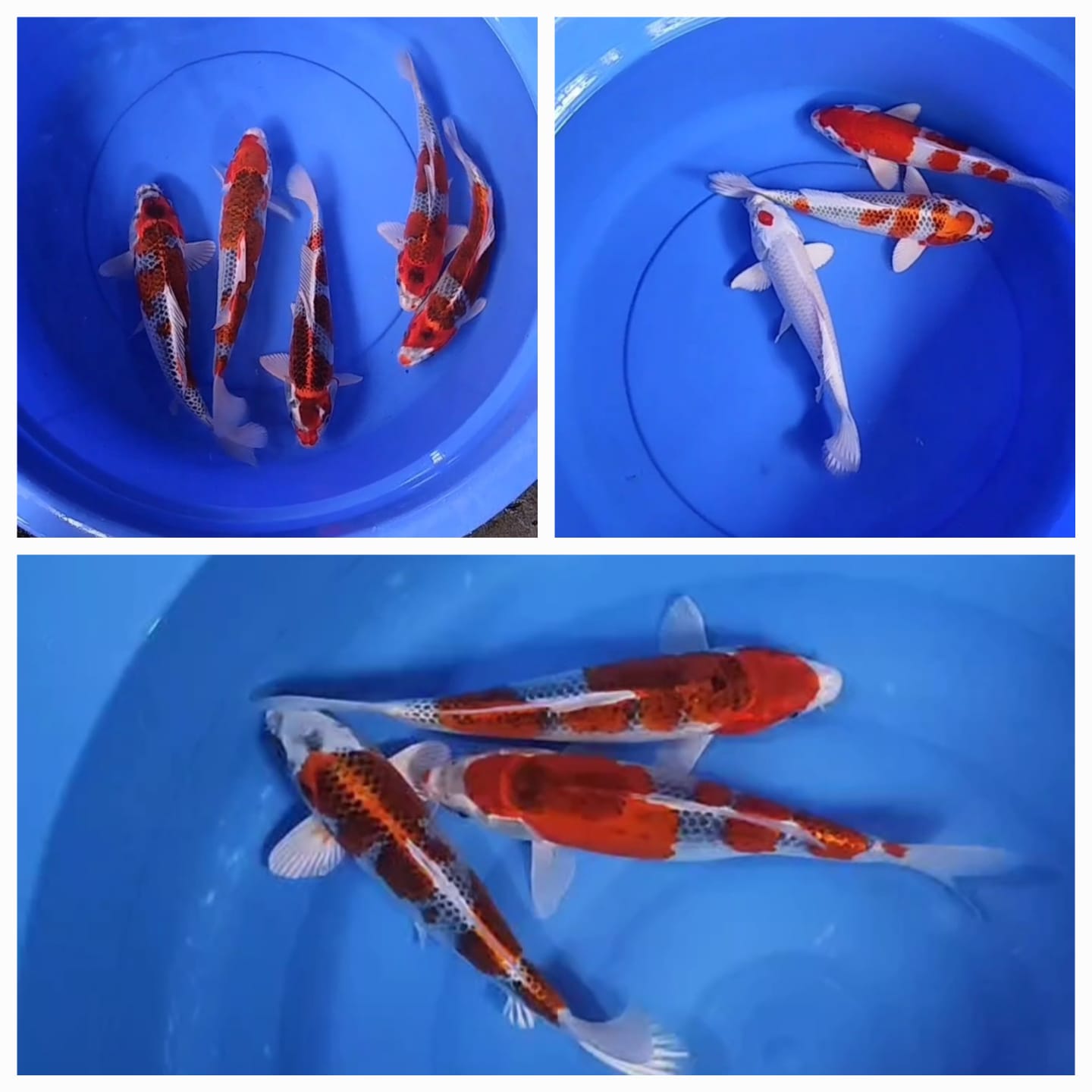 Lelang Koi Online, Jual Beli Ikan Koi, Pasar Koi Terbaik, Agen Lelang Koi, Penawaran Koi Berkualitas, Harga Jual Koi, Lelang Ikan Koi Import, Beli Koi Online, Jual Koi Murah, Koi Showroom, Penjual Koi Terpercaya, Lelang Koi Jakarta, Jual Koi Lokal, Koi Kualitas Unggul, Harga Terbaik Koi, Jual Koi Indukan, Lelang Ikan Hias Koi, Pasar Koi Indonesia, Beli Koi Berkualitas Tinggi, Koi Farm Terbesar, Jual Beli Koi Impor, Lelang Ikan Koi Kualitas Premium, Daftar Harga Koi Terbaru, Pusat Jual Beli Koi, Info Lelang Koi Hari Ini.