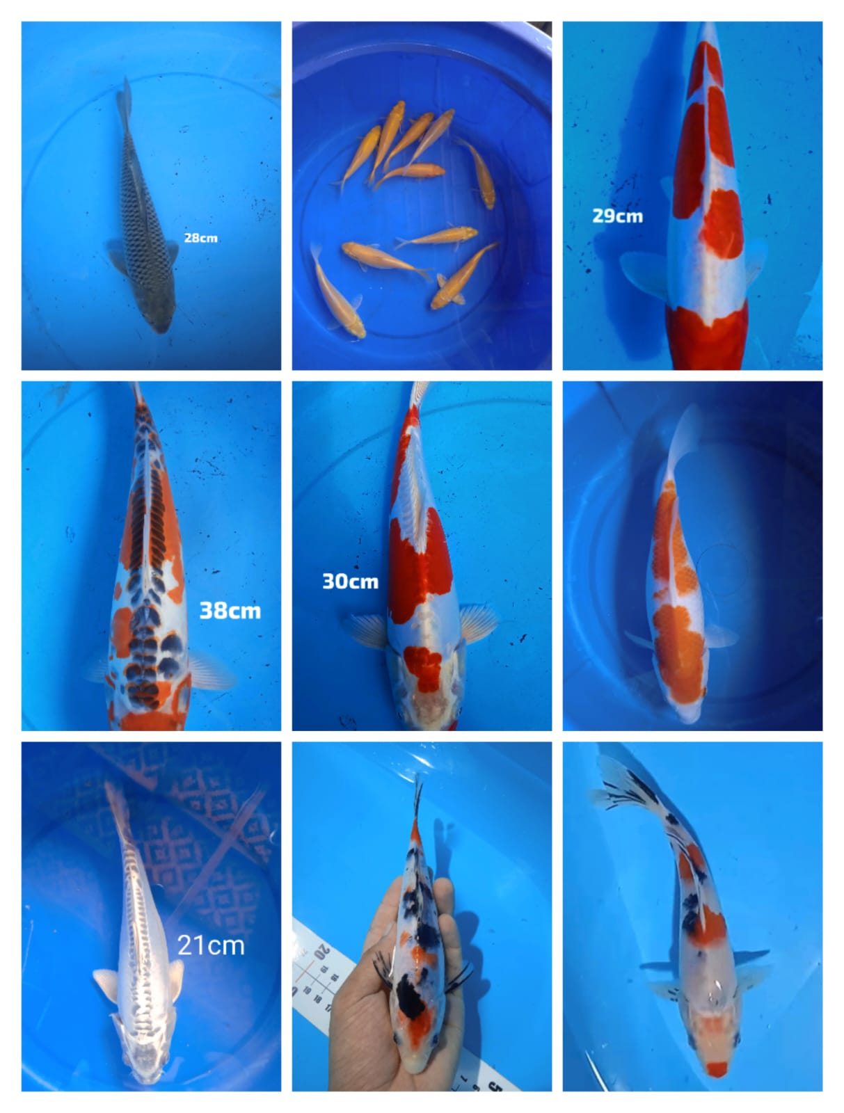 Lelang Koi Online, Jual Beli Ikan Koi, Pasar Koi Terbaik, Agen Lelang Koi, Penawaran Koi Berkualitas, Harga Jual Koi, Lelang Ikan Koi Import, Beli Koi Online, Jual Koi Murah, Koi Showroom, Penjual Koi Terpercaya, Lelang Koi Jakarta, Jual Koi Lokal, Koi Kualitas Unggul, Harga Terbaik Koi, Jual Koi Indukan, Lelang Ikan Hias Koi, Pasar Koi Indonesia, Beli Koi Berkualitas Tinggi, Koi Farm Terbesar, Jual Beli Koi Impor, Lelang Ikan Koi Kualitas Premium, Daftar Harga Koi Terbaru, Pusat Jual Beli Koi, Info Lelang Koi Hari Ini.