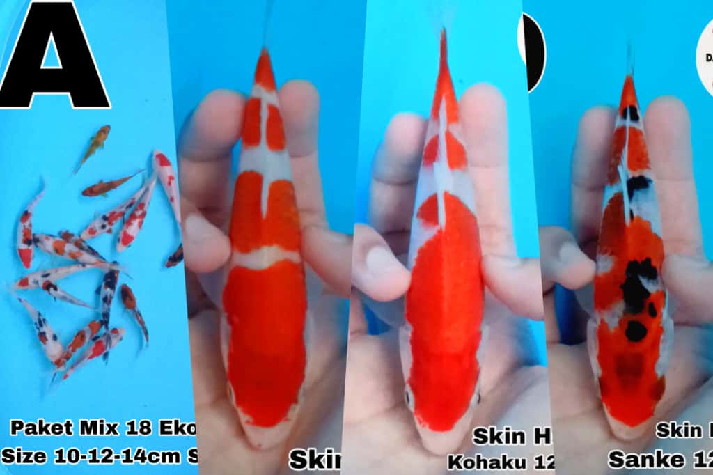 Lelang Koi Online, Jual Beli Ikan Koi, Pasar Koi Terbaik, Agen Lelang Koi, Penawaran Koi Berkualitas, Harga Jual Koi, Lelang Ikan Koi Import, Beli Koi Online, Jual Koi Murah, Koi Showroom, Penjual Koi Terpercaya, Lelang Koi Jakarta, Jual Koi Lokal, Koi Kualitas Unggul, Harga Terbaik Koi, Jual Koi Indukan, Lelang Ikan Hias Koi, Pasar Koi Indonesia, Beli Koi Berkualitas Tinggi, Koi Farm Terbesar, Jual Beli Koi Impor, Lelang Ikan Koi Kualitas Premium, Daftar Harga Koi Terbaru, Pusat Jual Beli Koi, Info Lelang Koi Hari Ini.