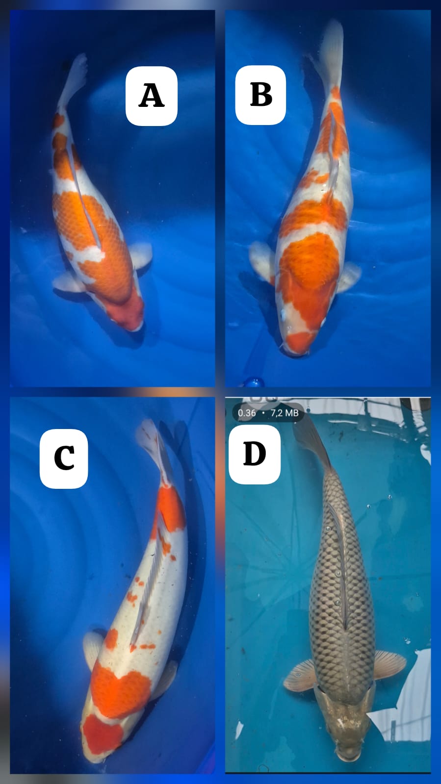 Lelang Koi Online, Jual Beli Ikan Koi, Pasar Koi Terbaik, Agen Lelang Koi, Penawaran Koi Berkualitas, Harga Jual Koi, Lelang Ikan Koi Import, Beli Koi Online, Jual Koi Murah, Koi Showroom, Penjual Koi Terpercaya, Lelang Koi Jakarta, Jual Koi Lokal, Koi Kualitas Unggul, Harga Terbaik Koi, Jual Koi Indukan, Lelang Ikan Hias Koi, Pasar Koi Indonesia, Beli Koi Berkualitas Tinggi, Koi Farm Terbesar, Jual Beli Koi Impor, Lelang Ikan Koi Kualitas Premium, Daftar Harga Koi Terbaru, Pusat Jual Beli Koi, Info Lelang Koi Hari Ini.