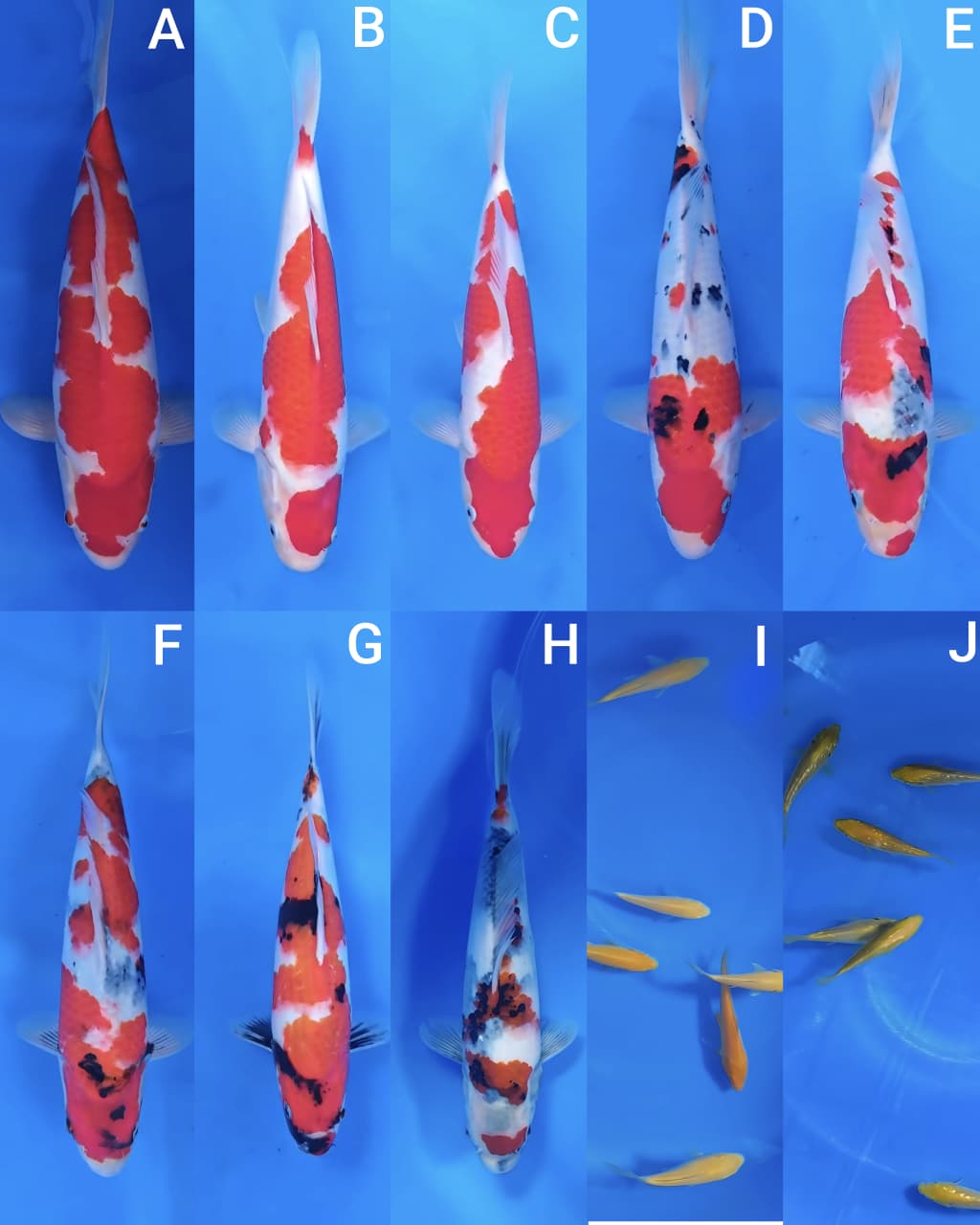 Lelang Koi Online, Jual Beli Ikan Koi, Pasar Koi Terbaik, Agen Lelang Koi, Penawaran Koi Berkualitas, Harga Jual Koi, Lelang Ikan Koi Import, Beli Koi Online, Jual Koi Murah, Koi Showroom, Penjual Koi Terpercaya, Lelang Koi Jakarta, Jual Koi Lokal, Koi Kualitas Unggul, Harga Terbaik Koi, Jual Koi Indukan, Lelang Ikan Hias Koi, Pasar Koi Indonesia, Beli Koi Berkualitas Tinggi, Koi Farm Terbesar, Jual Beli Koi Impor, Lelang Ikan Koi Kualitas Premium, Daftar Harga Koi Terbaru, Pusat Jual Beli Koi, Info Lelang Koi Hari Ini.