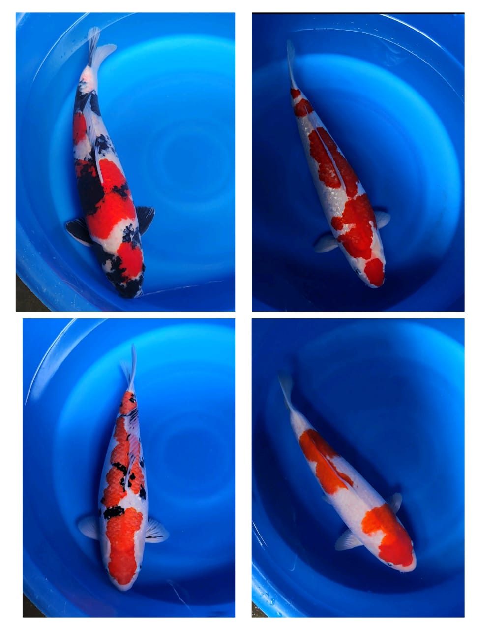 Lelang Koi Online, Jual Beli Ikan Koi, Pasar Koi Terbaik, Agen Lelang Koi, Penawaran Koi Berkualitas, Harga Jual Koi, Lelang Ikan Koi Import, Beli Koi Online, Jual Koi Murah, Koi Showroom, Penjual Koi Terpercaya, Lelang Koi Jakarta, Jual Koi Lokal, Koi Kualitas Unggul, Harga Terbaik Koi, Jual Koi Indukan, Lelang Ikan Hias Koi, Pasar Koi Indonesia, Beli Koi Berkualitas Tinggi, Koi Farm Terbesar, Jual Beli Koi Impor, Lelang Ikan Koi Kualitas Premium, Daftar Harga Koi Terbaru, Pusat Jual Beli Koi, Info Lelang Koi Hari Ini.