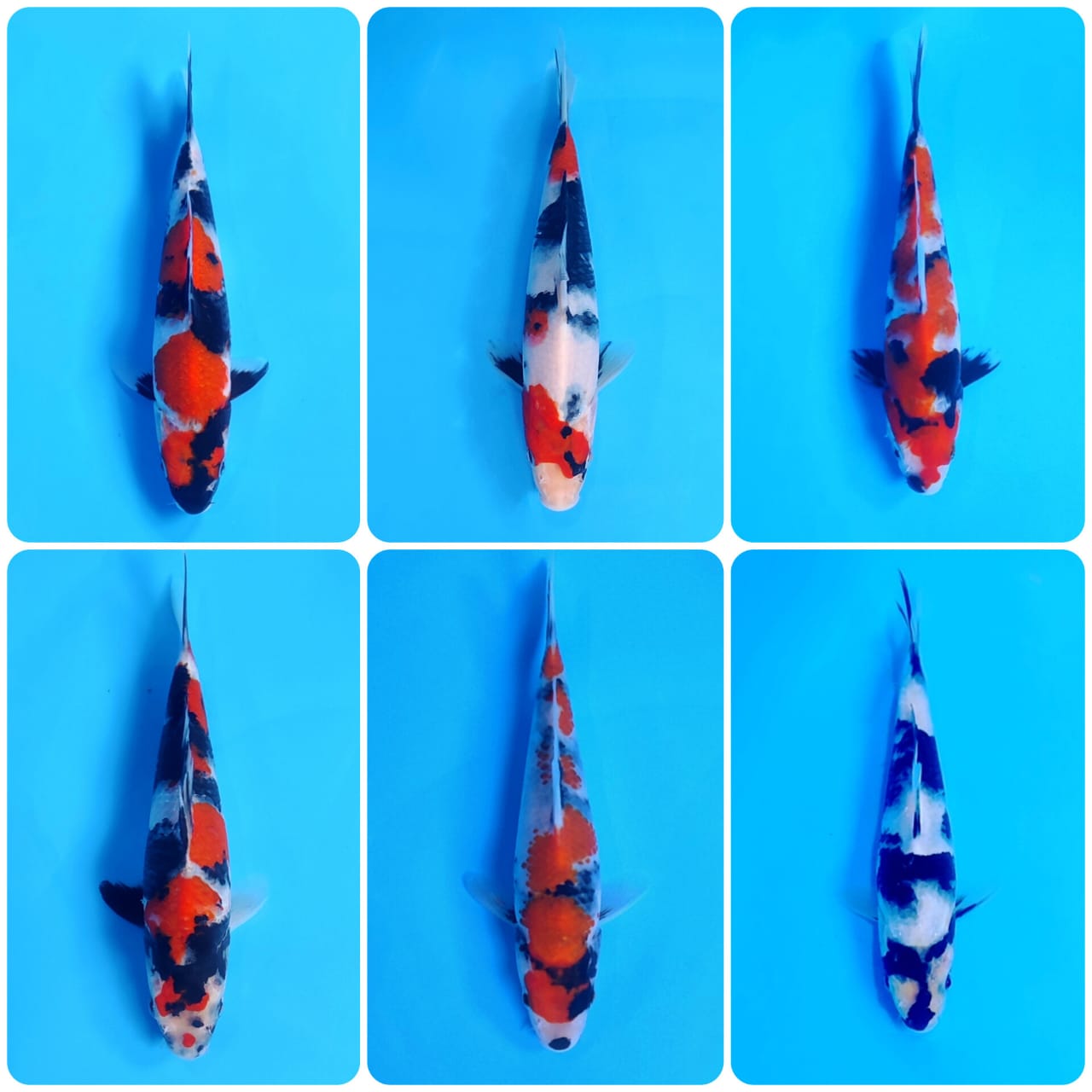Lelang Koi Online, Jual Beli Ikan Koi, Pasar Koi Terbaik, Agen Lelang Koi, Penawaran Koi Berkualitas, Harga Jual Koi, Lelang Ikan Koi Import, Beli Koi Online, Jual Koi Murah, Koi Showroom, Penjual Koi Terpercaya, Lelang Koi Jakarta, Jual Koi Lokal, Koi Kualitas Unggul, Harga Terbaik Koi, Jual Koi Indukan, Lelang Ikan Hias Koi, Pasar Koi Indonesia, Beli Koi Berkualitas Tinggi, Koi Farm Terbesar, Jual Beli Koi Impor, Lelang Ikan Koi Kualitas Premium, Daftar Harga Koi Terbaru, Pusat Jual Beli Koi, Info Lelang Koi Hari Ini.