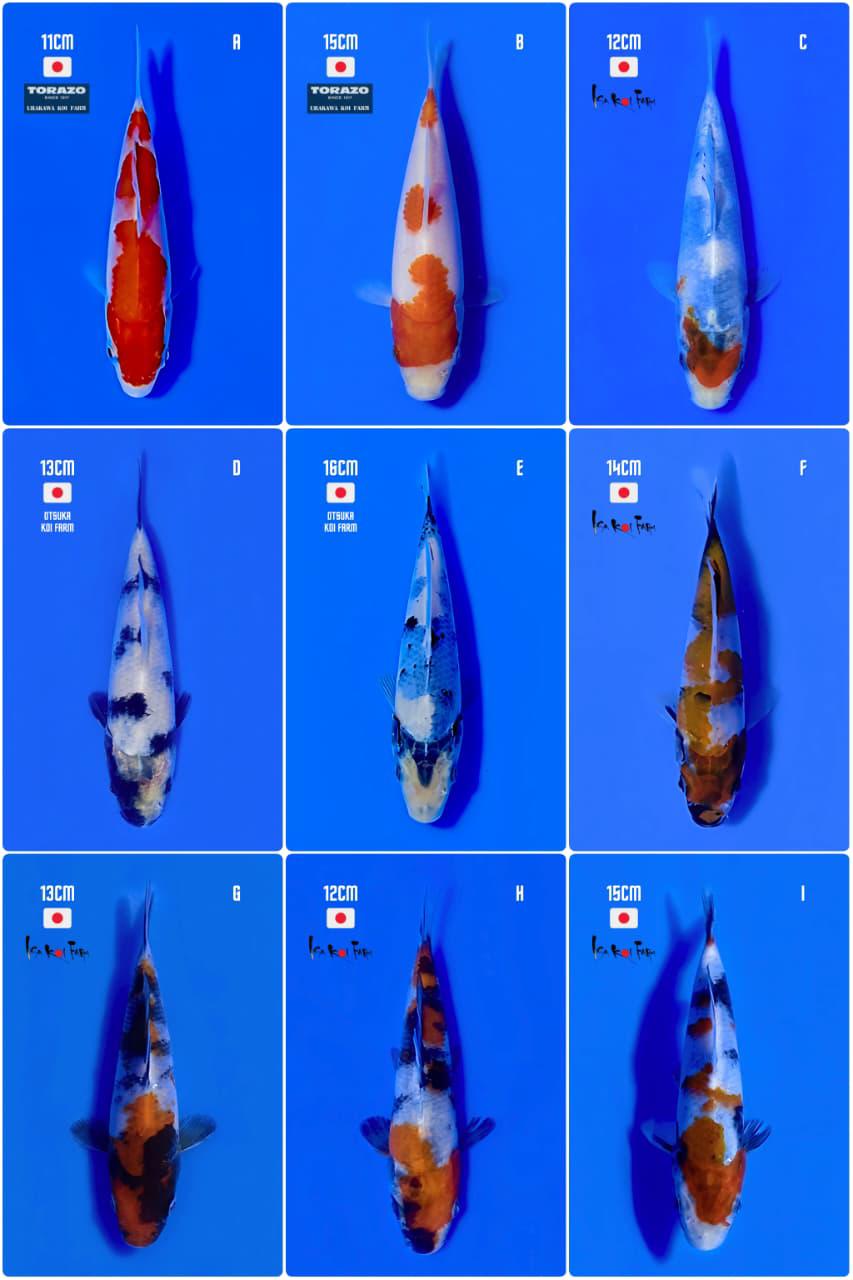 Lelang Koi Online, Jual Beli Ikan Koi, Pasar Koi Terbaik, Agen Lelang Koi, Penawaran Koi Berkualitas, Harga Jual Koi, Lelang Ikan Koi Import, Beli Koi Online, Jual Koi Murah, Koi Showroom, Penjual Koi Terpercaya, Lelang Koi Jakarta, Jual Koi Lokal, Koi Kualitas Unggul, Harga Terbaik Koi, Jual Koi Indukan, Lelang Ikan Hias Koi, Pasar Koi Indonesia, Beli Koi Berkualitas Tinggi, Koi Farm Terbesar, Jual Beli Koi Impor, Lelang Ikan Koi Kualitas Premium, Daftar Harga Koi Terbaru, Pusat Jual Beli Koi, Info Lelang Koi Hari Ini.