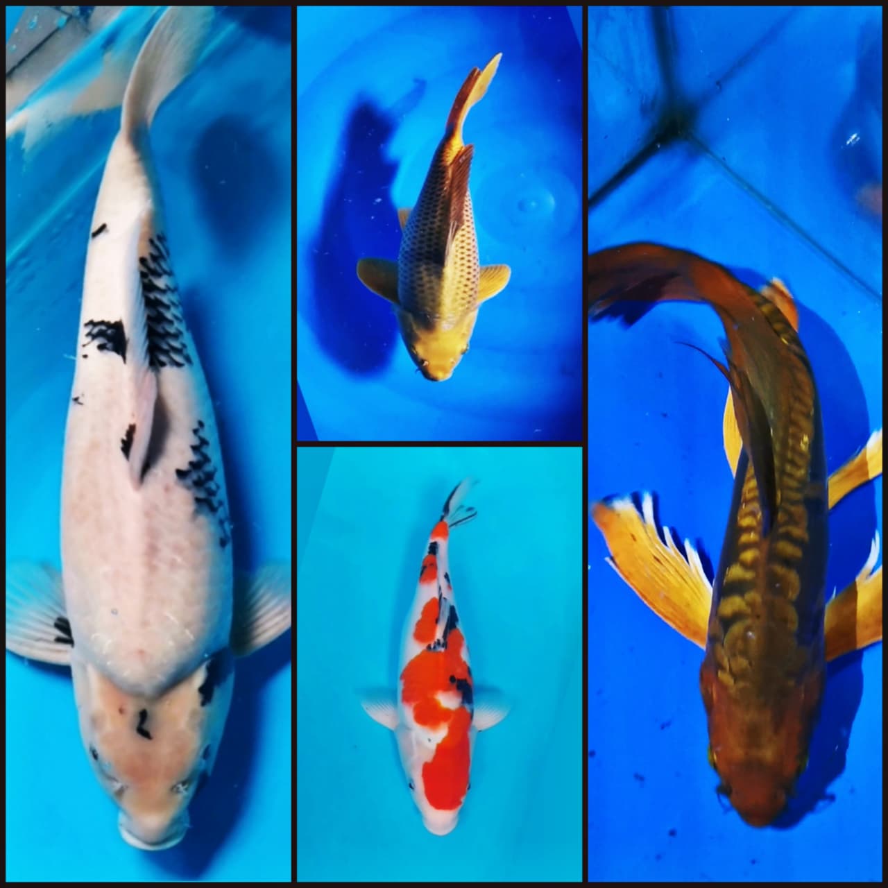 Lelang Koi Online, Jual Beli Ikan Koi, Pasar Koi Terbaik, Agen Lelang Koi, Penawaran Koi Berkualitas, Harga Jual Koi, Lelang Ikan Koi Import, Beli Koi Online, Jual Koi Murah, Koi Showroom, Penjual Koi Terpercaya, Lelang Koi Jakarta, Jual Koi Lokal, Koi Kualitas Unggul, Harga Terbaik Koi, Jual Koi Indukan, Lelang Ikan Hias Koi, Pasar Koi Indonesia, Beli Koi Berkualitas Tinggi, Koi Farm Terbesar, Jual Beli Koi Impor, Lelang Ikan Koi Kualitas Premium, Daftar Harga Koi Terbaru, Pusat Jual Beli Koi, Info Lelang Koi Hari Ini.