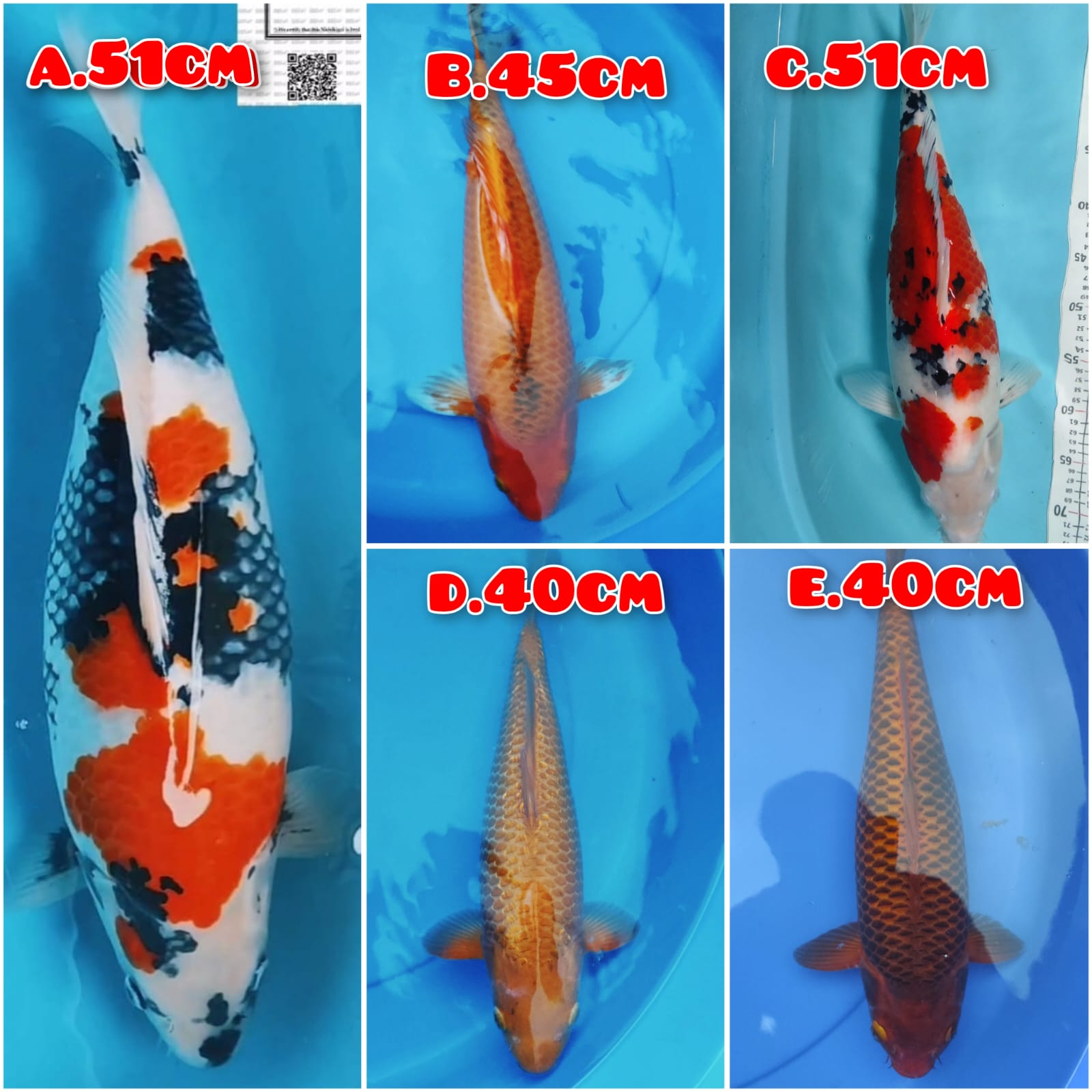Lelang Koi Online, Jual Beli Ikan Koi, Pasar Koi Terbaik, Agen Lelang Koi, Penawaran Koi Berkualitas, Harga Jual Koi, Lelang Ikan Koi Import, Beli Koi Online, Jual Koi Murah, Koi Showroom, Penjual Koi Terpercaya, Lelang Koi Jakarta, Jual Koi Lokal, Koi Kualitas Unggul, Harga Terbaik Koi, Jual Koi Indukan, Lelang Ikan Hias Koi, Pasar Koi Indonesia, Beli Koi Berkualitas Tinggi, Koi Farm Terbesar, Jual Beli Koi Impor, Lelang Ikan Koi Kualitas Premium, Daftar Harga Koi Terbaru, Pusat Jual Beli Koi, Info Lelang Koi Hari Ini.