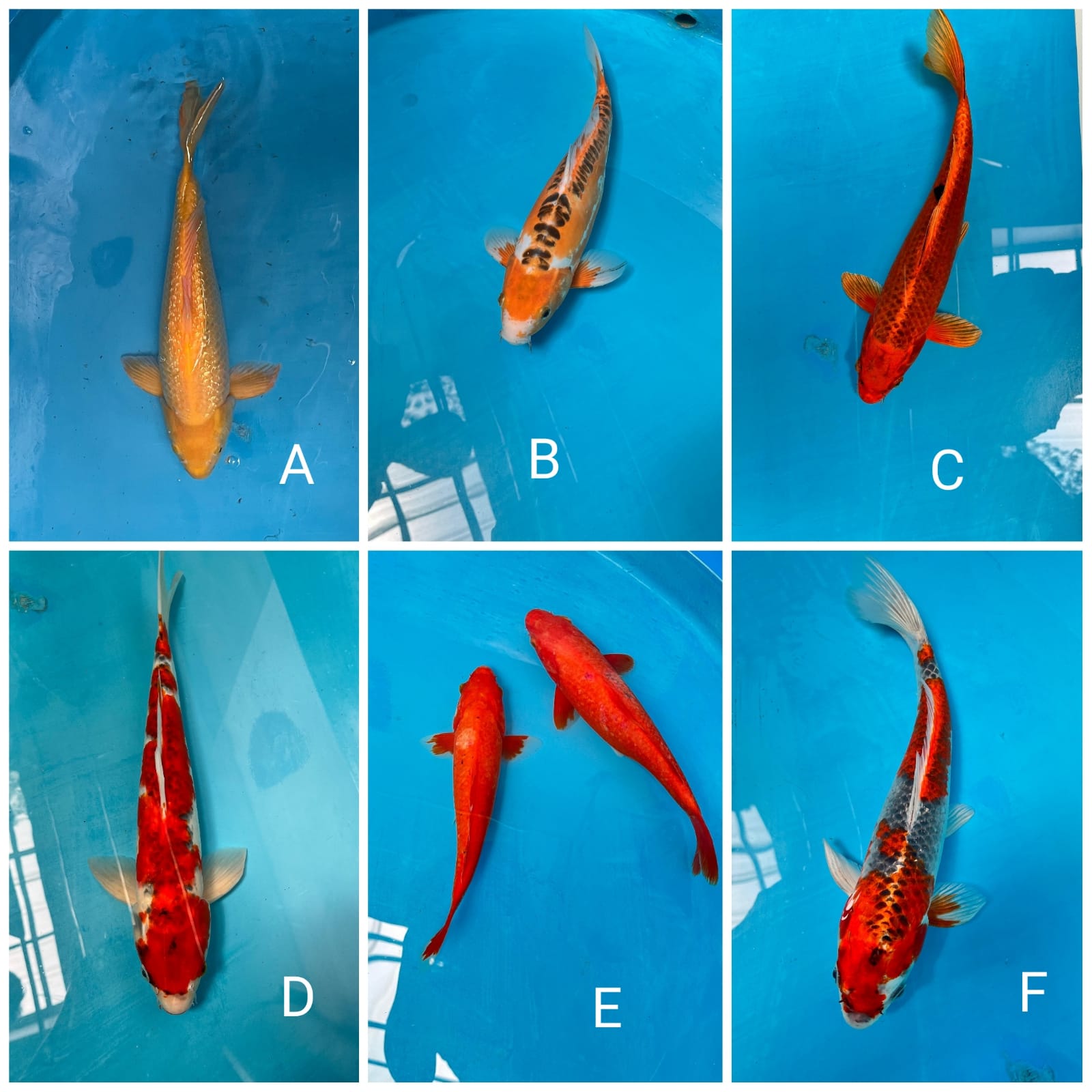 Lelang Koi Online, Jual Beli Ikan Koi, Pasar Koi Terbaik, Agen Lelang Koi, Penawaran Koi Berkualitas, Harga Jual Koi, Lelang Ikan Koi Import, Beli Koi Online, Jual Koi Murah, Koi Showroom, Penjual Koi Terpercaya, Lelang Koi Jakarta, Jual Koi Lokal, Koi Kualitas Unggul, Harga Terbaik Koi, Jual Koi Indukan, Lelang Ikan Hias Koi, Pasar Koi Indonesia, Beli Koi Berkualitas Tinggi, Koi Farm Terbesar, Jual Beli Koi Impor, Lelang Ikan Koi Kualitas Premium, Daftar Harga Koi Terbaru, Pusat Jual Beli Koi, Info Lelang Koi Hari Ini.