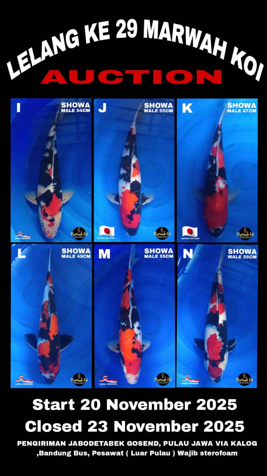 Lelang Koi Online, Jual Beli Ikan Koi, Pasar Koi Terbaik, Agen Lelang Koi, Penawaran Koi Berkualitas, Harga Jual Koi, Lelang Ikan Koi Import, Beli Koi Online, Jual Koi Murah, Koi Showroom, Penjual Koi Terpercaya, Lelang Koi Jakarta, Jual Koi Lokal, Koi Kualitas Unggul, Harga Terbaik Koi, Jual Koi Indukan, Lelang Ikan Hias Koi, Pasar Koi Indonesia, Beli Koi Berkualitas Tinggi, Koi Farm Terbesar, Jual Beli Koi Impor, Lelang Ikan Koi Kualitas Premium, Daftar Harga Koi Terbaru, Pusat Jual Beli Koi, Info Lelang Koi Hari Ini.