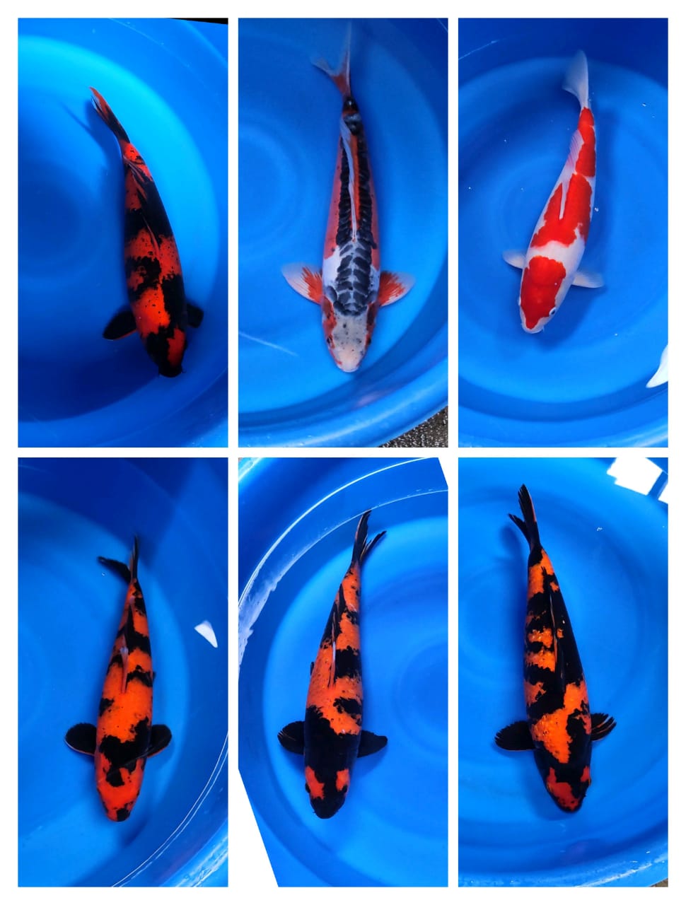 Lelang Koi Online, Jual Beli Ikan Koi, Pasar Koi Terbaik, Agen Lelang Koi, Penawaran Koi Berkualitas, Harga Jual Koi, Lelang Ikan Koi Import, Beli Koi Online, Jual Koi Murah, Koi Showroom, Penjual Koi Terpercaya, Lelang Koi Jakarta, Jual Koi Lokal, Koi Kualitas Unggul, Harga Terbaik Koi, Jual Koi Indukan, Lelang Ikan Hias Koi, Pasar Koi Indonesia, Beli Koi Berkualitas Tinggi, Koi Farm Terbesar, Jual Beli Koi Impor, Lelang Ikan Koi Kualitas Premium, Daftar Harga Koi Terbaru, Pusat Jual Beli Koi, Info Lelang Koi Hari Ini.