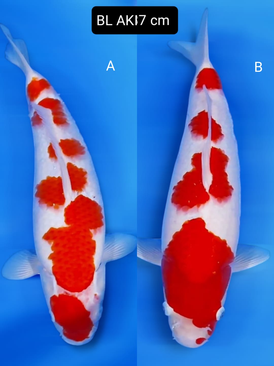 Lelang Koi Online, Jual Beli Ikan Koi, Pasar Koi Terbaik, Agen Lelang Koi, Penawaran Koi Berkualitas, Harga Jual Koi, Lelang Ikan Koi Import, Beli Koi Online, Jual Koi Murah, Koi Showroom, Penjual Koi Terpercaya, Lelang Koi Jakarta, Jual Koi Lokal, Koi Kualitas Unggul, Harga Terbaik Koi, Jual Koi Indukan, Lelang Ikan Hias Koi, Pasar Koi Indonesia, Beli Koi Berkualitas Tinggi, Koi Farm Terbesar, Jual Beli Koi Impor, Lelang Ikan Koi Kualitas Premium, Daftar Harga Koi Terbaru, Pusat Jual Beli Koi, Info Lelang Koi Hari Ini.