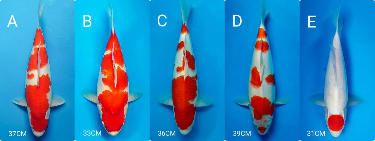 Lelang Koi Online, Jual Beli Ikan Koi, Pasar Koi Terbaik, Agen Lelang Koi, Penawaran Koi Berkualitas, Harga Jual Koi, Lelang Ikan Koi Import, Beli Koi Online, Jual Koi Murah, Koi Showroom, Penjual Koi Terpercaya, Lelang Koi Jakarta, Jual Koi Lokal, Koi Kualitas Unggul, Harga Terbaik Koi, Jual Koi Indukan, Lelang Ikan Hias Koi, Pasar Koi Indonesia, Beli Koi Berkualitas Tinggi, Koi Farm Terbesar, Jual Beli Koi Impor, Lelang Ikan Koi Kualitas Premium, Daftar Harga Koi Terbaru, Pusat Jual Beli Koi, Info Lelang Koi Hari Ini.