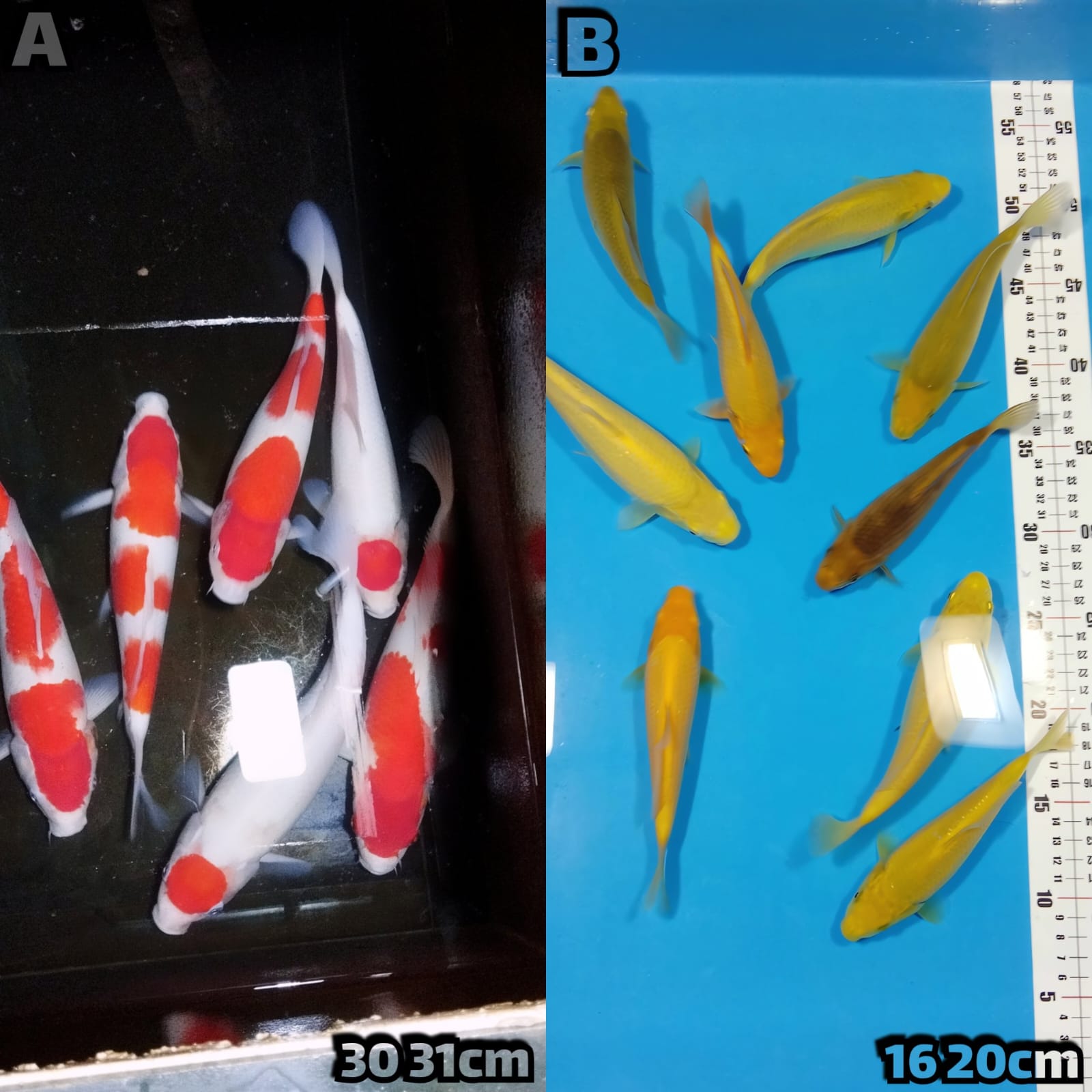 Lelang Koi Online, Jual Beli Ikan Koi, Pasar Koi Terbaik, Agen Lelang Koi, Penawaran Koi Berkualitas, Harga Jual Koi, Lelang Ikan Koi Import, Beli Koi Online, Jual Koi Murah, Koi Showroom, Penjual Koi Terpercaya, Lelang Koi Jakarta, Jual Koi Lokal, Koi Kualitas Unggul, Harga Terbaik Koi, Jual Koi Indukan, Lelang Ikan Hias Koi, Pasar Koi Indonesia, Beli Koi Berkualitas Tinggi, Koi Farm Terbesar, Jual Beli Koi Impor, Lelang Ikan Koi Kualitas Premium, Daftar Harga Koi Terbaru, Pusat Jual Beli Koi, Info Lelang Koi Hari Ini.