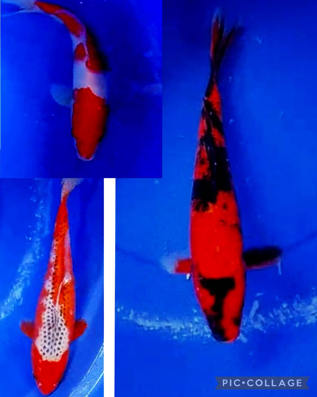 Lelang Koi Online, Jual Beli Ikan Koi, Pasar Koi Terbaik, Agen Lelang Koi, Penawaran Koi Berkualitas, Harga Jual Koi, Lelang Ikan Koi Import, Beli Koi Online, Jual Koi Murah, Koi Showroom, Penjual Koi Terpercaya, Lelang Koi Jakarta, Jual Koi Lokal, Koi Kualitas Unggul, Harga Terbaik Koi, Jual Koi Indukan, Lelang Ikan Hias Koi, Pasar Koi Indonesia, Beli Koi Berkualitas Tinggi, Koi Farm Terbesar, Jual Beli Koi Impor, Lelang Ikan Koi Kualitas Premium, Daftar Harga Koi Terbaru, Pusat Jual Beli Koi, Info Lelang Koi Hari Ini.