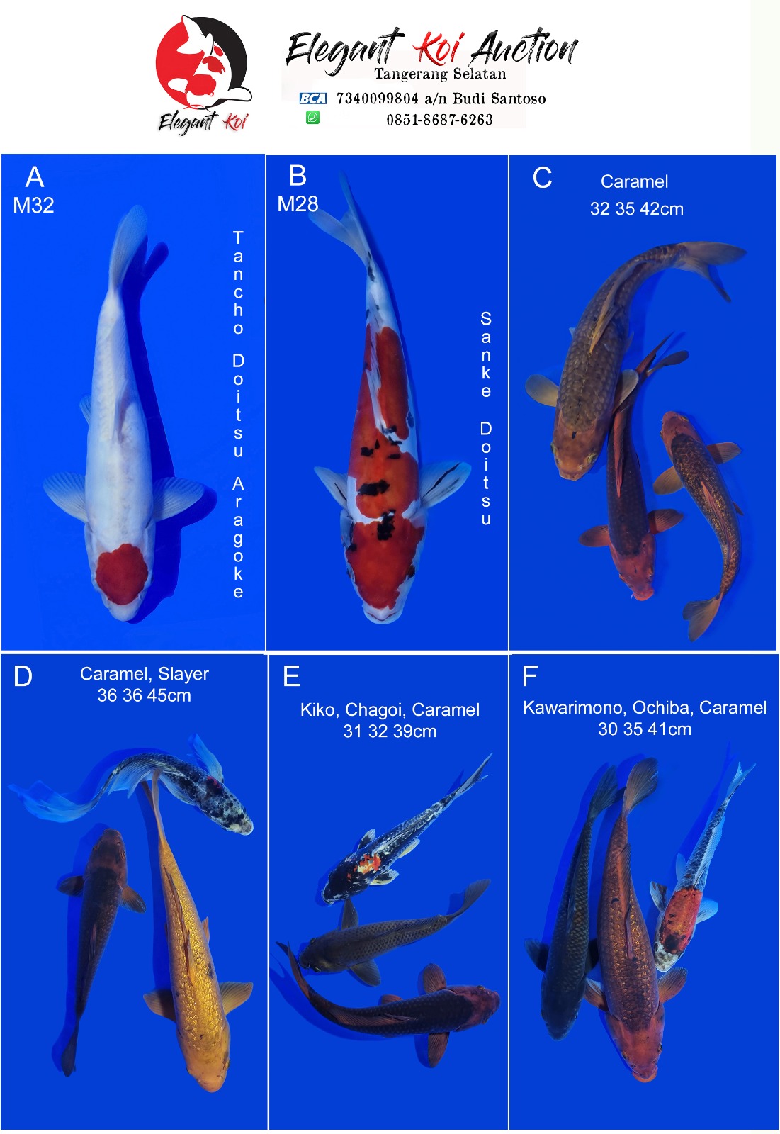 Lelang Koi Online, Jual Beli Ikan Koi, Pasar Koi Terbaik, Agen Lelang Koi, Penawaran Koi Berkualitas, Harga Jual Koi, Lelang Ikan Koi Import, Beli Koi Online, Jual Koi Murah, Koi Showroom, Penjual Koi Terpercaya, Lelang Koi Jakarta, Jual Koi Lokal, Koi Kualitas Unggul, Harga Terbaik Koi, Jual Koi Indukan, Lelang Ikan Hias Koi, Pasar Koi Indonesia, Beli Koi Berkualitas Tinggi, Koi Farm Terbesar, Jual Beli Koi Impor, Lelang Ikan Koi Kualitas Premium, Daftar Harga Koi Terbaru, Pusat Jual Beli Koi, Info Lelang Koi Hari Ini.