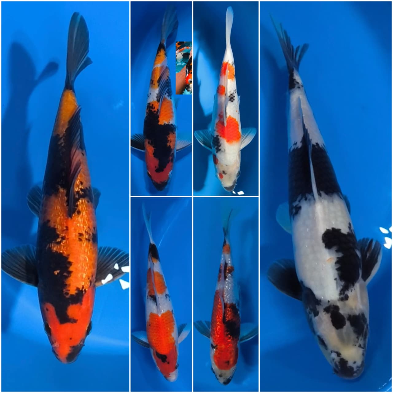 Lelang Koi Online, Jual Beli Ikan Koi, Pasar Koi Terbaik, Agen Lelang Koi, Penawaran Koi Berkualitas, Harga Jual Koi, Lelang Ikan Koi Import, Beli Koi Online, Jual Koi Murah, Koi Showroom, Penjual Koi Terpercaya, Lelang Koi Jakarta, Jual Koi Lokal, Koi Kualitas Unggul, Harga Terbaik Koi, Jual Koi Indukan, Lelang Ikan Hias Koi, Pasar Koi Indonesia, Beli Koi Berkualitas Tinggi, Koi Farm Terbesar, Jual Beli Koi Impor, Lelang Ikan Koi Kualitas Premium, Daftar Harga Koi Terbaru, Pusat Jual Beli Koi, Info Lelang Koi Hari Ini.