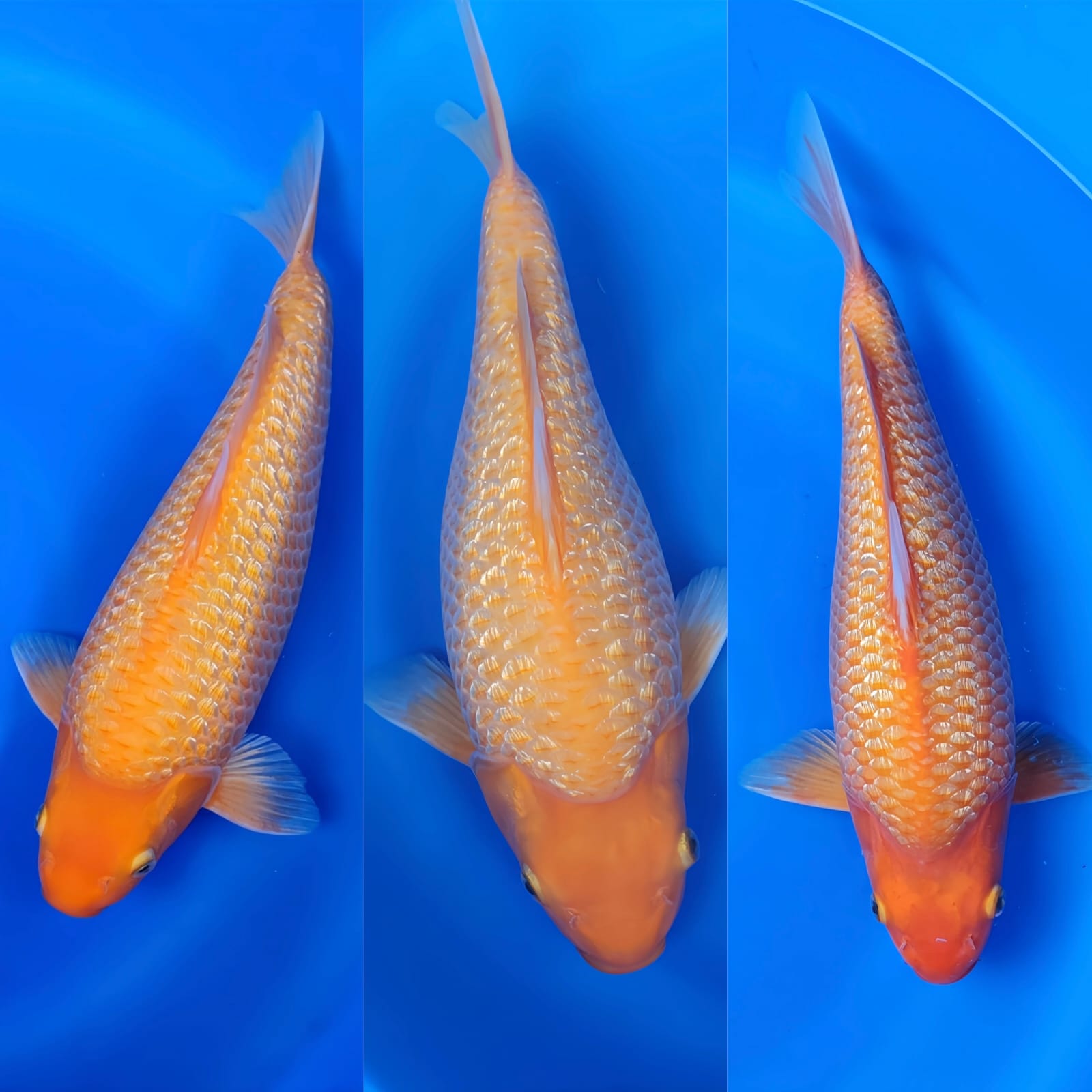 Lelang Koi Online, Jual Beli Ikan Koi, Pasar Koi Terbaik, Agen Lelang Koi, Penawaran Koi Berkualitas, Harga Jual Koi, Lelang Ikan Koi Import, Beli Koi Online, Jual Koi Murah, Koi Showroom, Penjual Koi Terpercaya, Lelang Koi Jakarta, Jual Koi Lokal, Koi Kualitas Unggul, Harga Terbaik Koi, Jual Koi Indukan, Lelang Ikan Hias Koi, Pasar Koi Indonesia, Beli Koi Berkualitas Tinggi, Koi Farm Terbesar, Jual Beli Koi Impor, Lelang Ikan Koi Kualitas Premium, Daftar Harga Koi Terbaru, Pusat Jual Beli Koi, Info Lelang Koi Hari Ini.