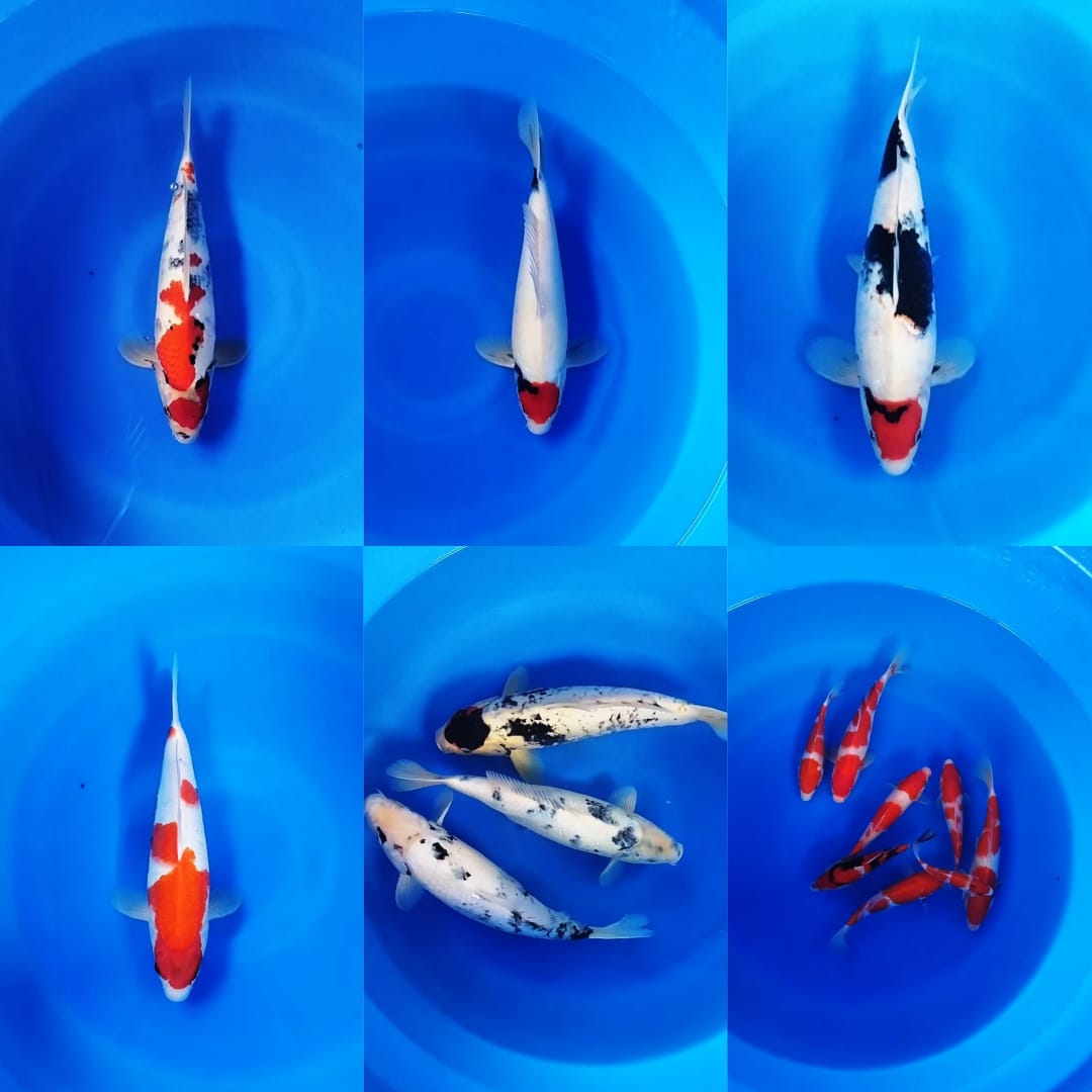 Lelang Koi Online, Jual Beli Ikan Koi, Pasar Koi Terbaik, Agen Lelang Koi, Penawaran Koi Berkualitas, Harga Jual Koi, Lelang Ikan Koi Import, Beli Koi Online, Jual Koi Murah, Koi Showroom, Penjual Koi Terpercaya, Lelang Koi Jakarta, Jual Koi Lokal, Koi Kualitas Unggul, Harga Terbaik Koi, Jual Koi Indukan, Lelang Ikan Hias Koi, Pasar Koi Indonesia, Beli Koi Berkualitas Tinggi, Koi Farm Terbesar, Jual Beli Koi Impor, Lelang Ikan Koi Kualitas Premium, Daftar Harga Koi Terbaru, Pusat Jual Beli Koi, Info Lelang Koi Hari Ini.