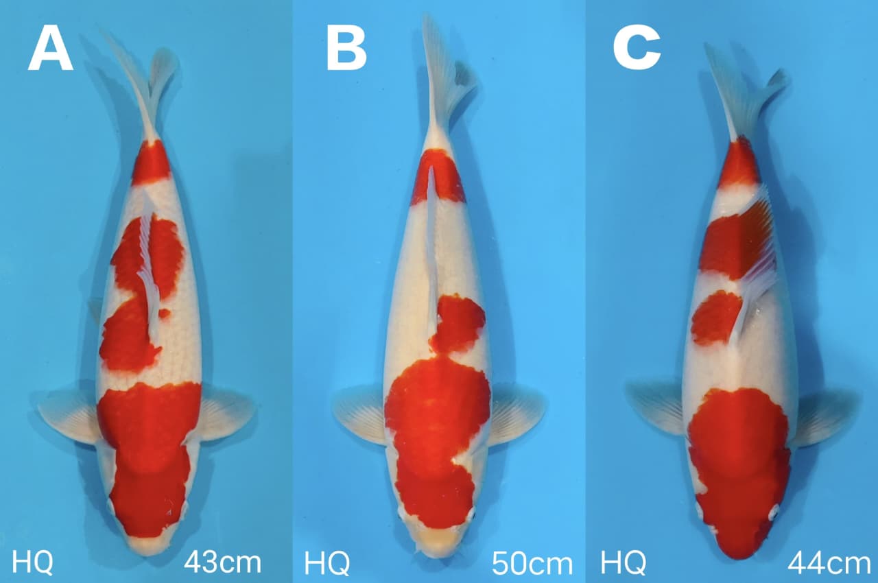 Lelang Koi Online, Jual Beli Ikan Koi, Pasar Koi Terbaik, Agen Lelang Koi, Penawaran Koi Berkualitas, Harga Jual Koi, Lelang Ikan Koi Import, Beli Koi Online, Jual Koi Murah, Koi Showroom, Penjual Koi Terpercaya, Lelang Koi Jakarta, Jual Koi Lokal, Koi Kualitas Unggul, Harga Terbaik Koi, Jual Koi Indukan, Lelang Ikan Hias Koi, Pasar Koi Indonesia, Beli Koi Berkualitas Tinggi, Koi Farm Terbesar, Jual Beli Koi Impor, Lelang Ikan Koi Kualitas Premium, Daftar Harga Koi Terbaru, Pusat Jual Beli Koi, Info Lelang Koi Hari Ini.