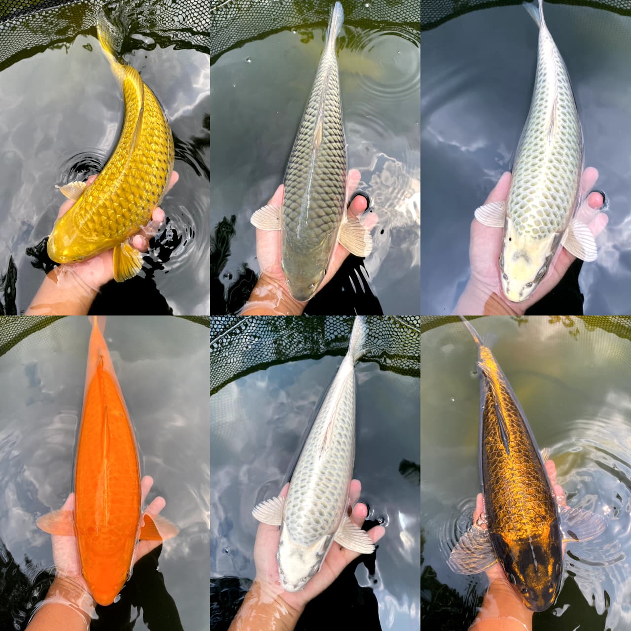 Lelang Koi Online, Jual Beli Ikan Koi, Pasar Koi Terbaik, Agen Lelang Koi, Penawaran Koi Berkualitas, Harga Jual Koi, Lelang Ikan Koi Import, Beli Koi Online, Jual Koi Murah, Koi Showroom, Penjual Koi Terpercaya, Lelang Koi Jakarta, Jual Koi Lokal, Koi Kualitas Unggul, Harga Terbaik Koi, Jual Koi Indukan, Lelang Ikan Hias Koi, Pasar Koi Indonesia, Beli Koi Berkualitas Tinggi, Koi Farm Terbesar, Jual Beli Koi Impor, Lelang Ikan Koi Kualitas Premium, Daftar Harga Koi Terbaru, Pusat Jual Beli Koi, Info Lelang Koi Hari Ini.