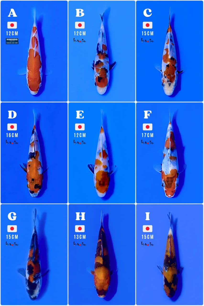 Lelang Koi Online, Jual Beli Ikan Koi, Pasar Koi Terbaik, Agen Lelang Koi, Penawaran Koi Berkualitas, Harga Jual Koi, Lelang Ikan Koi Import, Beli Koi Online, Jual Koi Murah, Koi Showroom, Penjual Koi Terpercaya, Lelang Koi Jakarta, Jual Koi Lokal, Koi Kualitas Unggul, Harga Terbaik Koi, Jual Koi Indukan, Lelang Ikan Hias Koi, Pasar Koi Indonesia, Beli Koi Berkualitas Tinggi, Koi Farm Terbesar, Jual Beli Koi Impor, Lelang Ikan Koi Kualitas Premium, Daftar Harga Koi Terbaru, Pusat Jual Beli Koi, Info Lelang Koi Hari Ini.