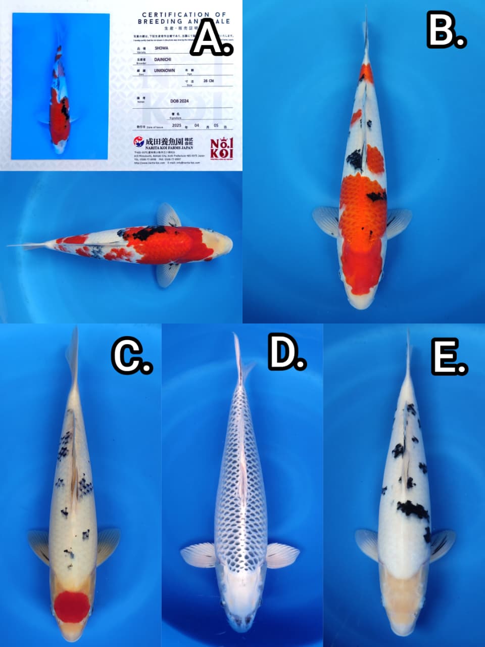 Lelang Koi Online, Jual Beli Ikan Koi, Pasar Koi Terbaik, Agen Lelang Koi, Penawaran Koi Berkualitas, Harga Jual Koi, Lelang Ikan Koi Import, Beli Koi Online, Jual Koi Murah, Koi Showroom, Penjual Koi Terpercaya, Lelang Koi Jakarta, Jual Koi Lokal, Koi Kualitas Unggul, Harga Terbaik Koi, Jual Koi Indukan, Lelang Ikan Hias Koi, Pasar Koi Indonesia, Beli Koi Berkualitas Tinggi, Koi Farm Terbesar, Jual Beli Koi Impor, Lelang Ikan Koi Kualitas Premium, Daftar Harga Koi Terbaru, Pusat Jual Beli Koi, Info Lelang Koi Hari Ini.