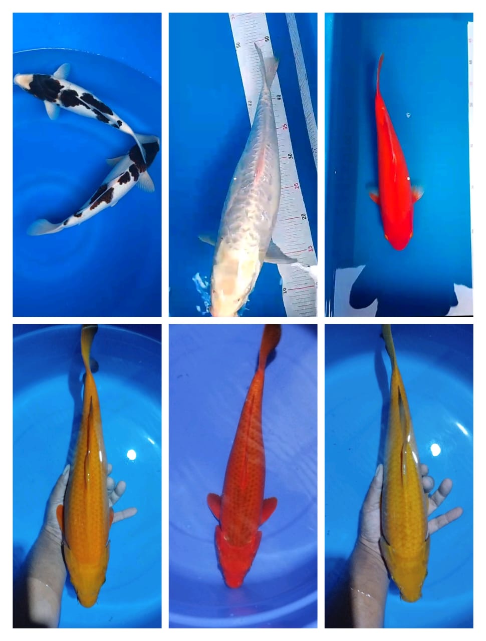 Lelang Koi Online, Jual Beli Ikan Koi, Pasar Koi Terbaik, Agen Lelang Koi, Penawaran Koi Berkualitas, Harga Jual Koi, Lelang Ikan Koi Import, Beli Koi Online, Jual Koi Murah, Koi Showroom, Penjual Koi Terpercaya, Lelang Koi Jakarta, Jual Koi Lokal, Koi Kualitas Unggul, Harga Terbaik Koi, Jual Koi Indukan, Lelang Ikan Hias Koi, Pasar Koi Indonesia, Beli Koi Berkualitas Tinggi, Koi Farm Terbesar, Jual Beli Koi Impor, Lelang Ikan Koi Kualitas Premium, Daftar Harga Koi Terbaru, Pusat Jual Beli Koi, Info Lelang Koi Hari Ini.