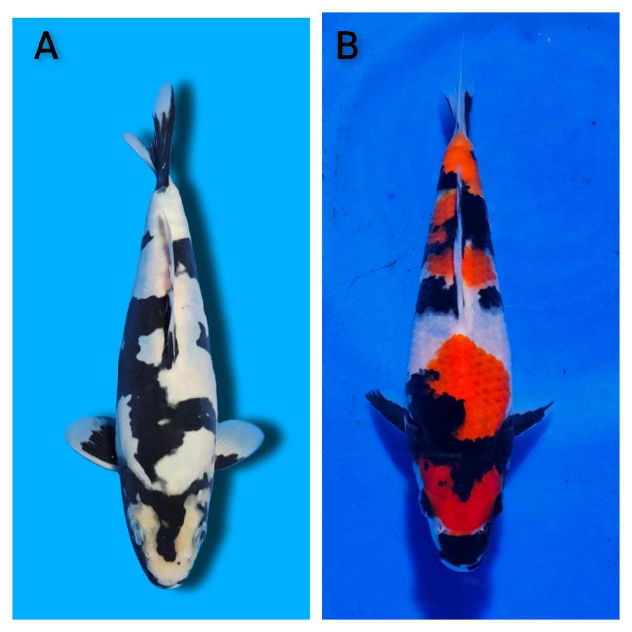 Lelang Koi Online, Jual Beli Ikan Koi, Pasar Koi Terbaik, Agen Lelang Koi, Penawaran Koi Berkualitas, Harga Jual Koi, Lelang Ikan Koi Import, Beli Koi Online, Jual Koi Murah, Koi Showroom, Penjual Koi Terpercaya, Lelang Koi Jakarta, Jual Koi Lokal, Koi Kualitas Unggul, Harga Terbaik Koi, Jual Koi Indukan, Lelang Ikan Hias Koi, Pasar Koi Indonesia, Beli Koi Berkualitas Tinggi, Koi Farm Terbesar, Jual Beli Koi Impor, Lelang Ikan Koi Kualitas Premium, Daftar Harga Koi Terbaru, Pusat Jual Beli Koi, Info Lelang Koi Hari Ini.