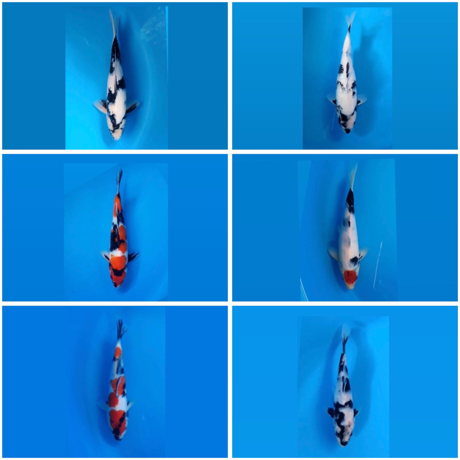 Lelang Koi Online, Jual Beli Ikan Koi, Pasar Koi Terbaik, Agen Lelang Koi, Penawaran Koi Berkualitas, Harga Jual Koi, Lelang Ikan Koi Import, Beli Koi Online, Jual Koi Murah, Koi Showroom, Penjual Koi Terpercaya, Lelang Koi Jakarta, Jual Koi Lokal, Koi Kualitas Unggul, Harga Terbaik Koi, Jual Koi Indukan, Lelang Ikan Hias Koi, Pasar Koi Indonesia, Beli Koi Berkualitas Tinggi, Koi Farm Terbesar, Jual Beli Koi Impor, Lelang Ikan Koi Kualitas Premium, Daftar Harga Koi Terbaru, Pusat Jual Beli Koi, Info Lelang Koi Hari Ini.